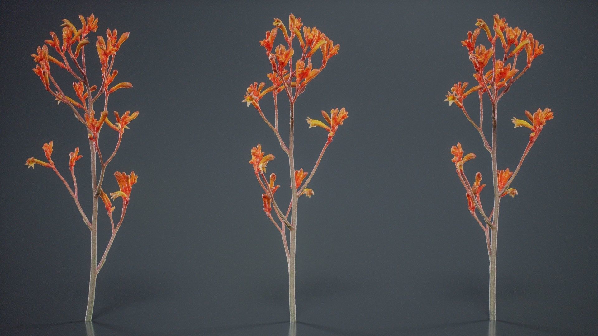 Tall Kangaroo Paw Australian Sword Lily Anigozanthos Flavidus Low-poly 3D model_10