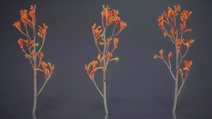 Tall Kangaroo Paw Australian Sword Lily Anigozanthos Flavidus Low-poly 3D model