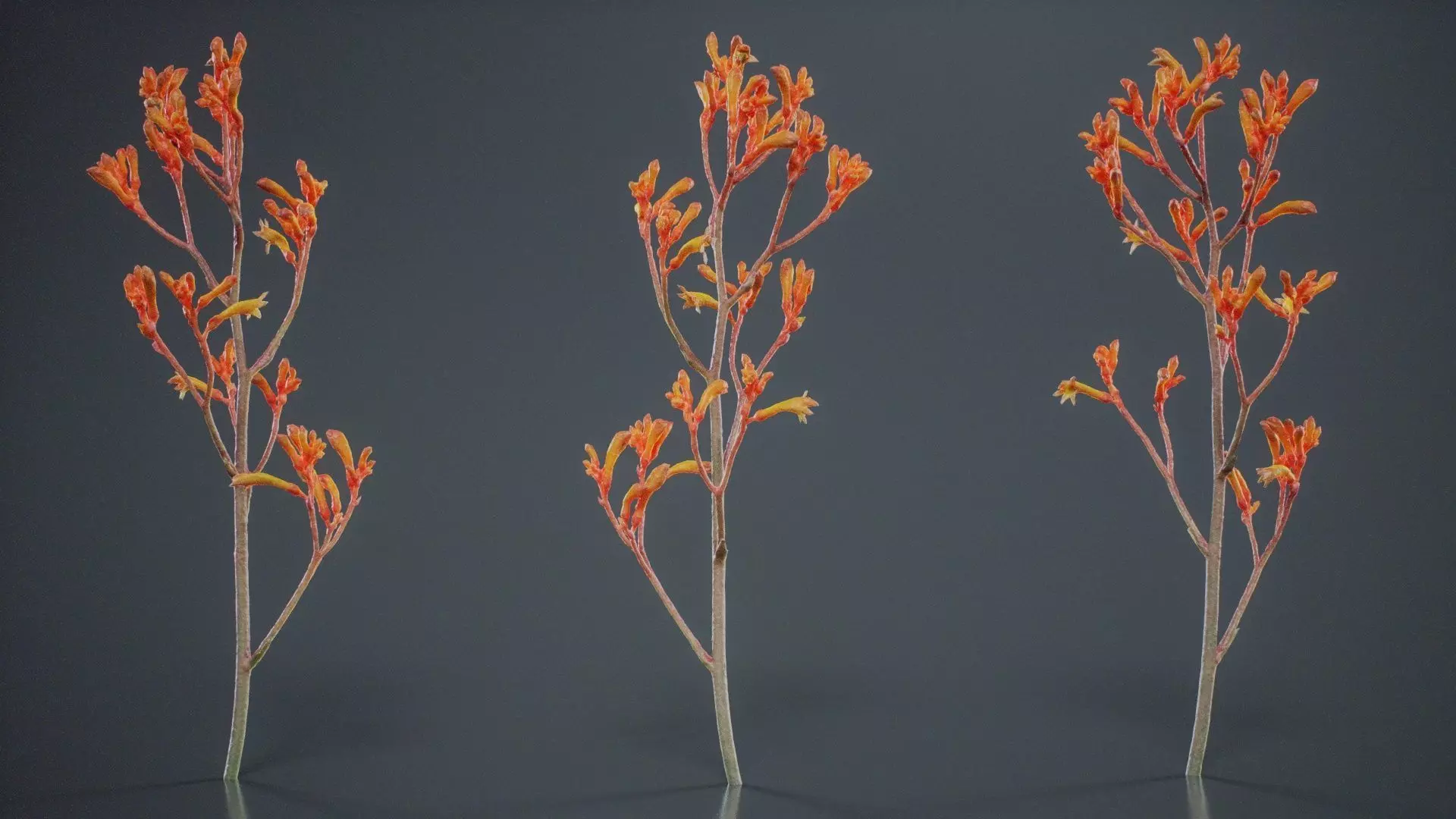 Tall Kangaroo Paw Australian Sword Lily Anigozanthos Flavidus Low-poly 3D model_0