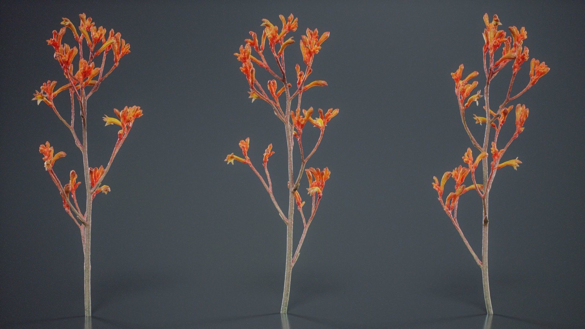 Tall Kangaroo Paw Australian Sword Lily Anigozanthos Flavidus Low-poly 3D model_8