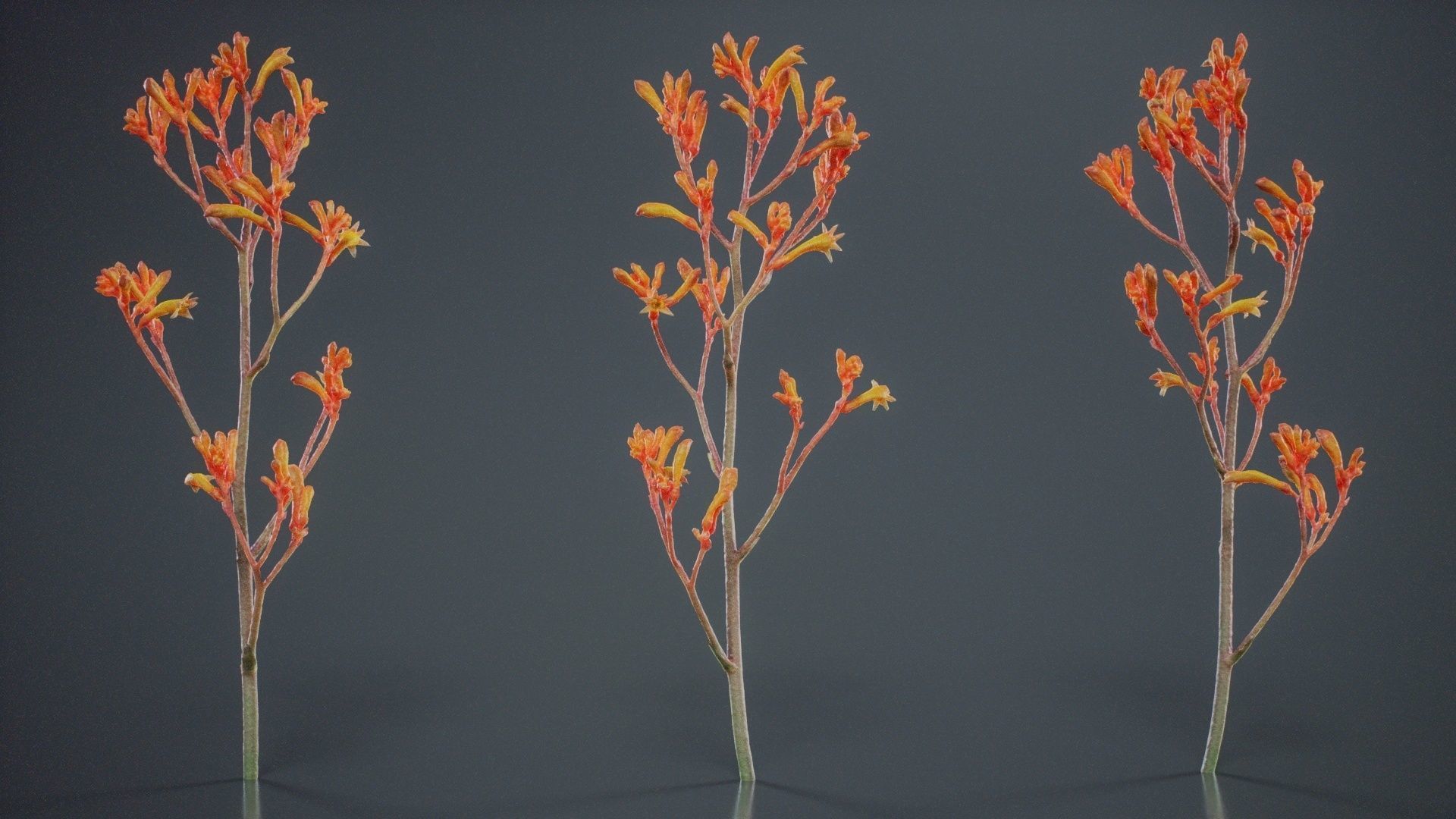 Tall Kangaroo Paw Australian Sword Lily Anigozanthos Flavidus Low-poly 3D model_2