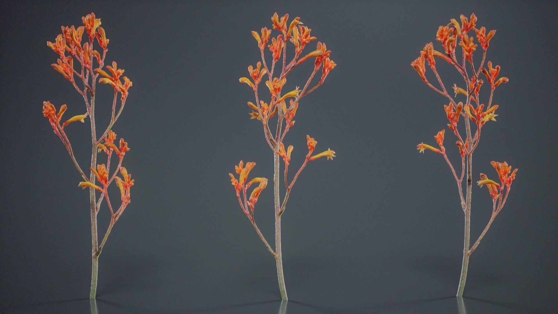 Tall Kangaroo Paw Australian Sword Lily Anigozanthos Flavidus Low-poly 3D model_1