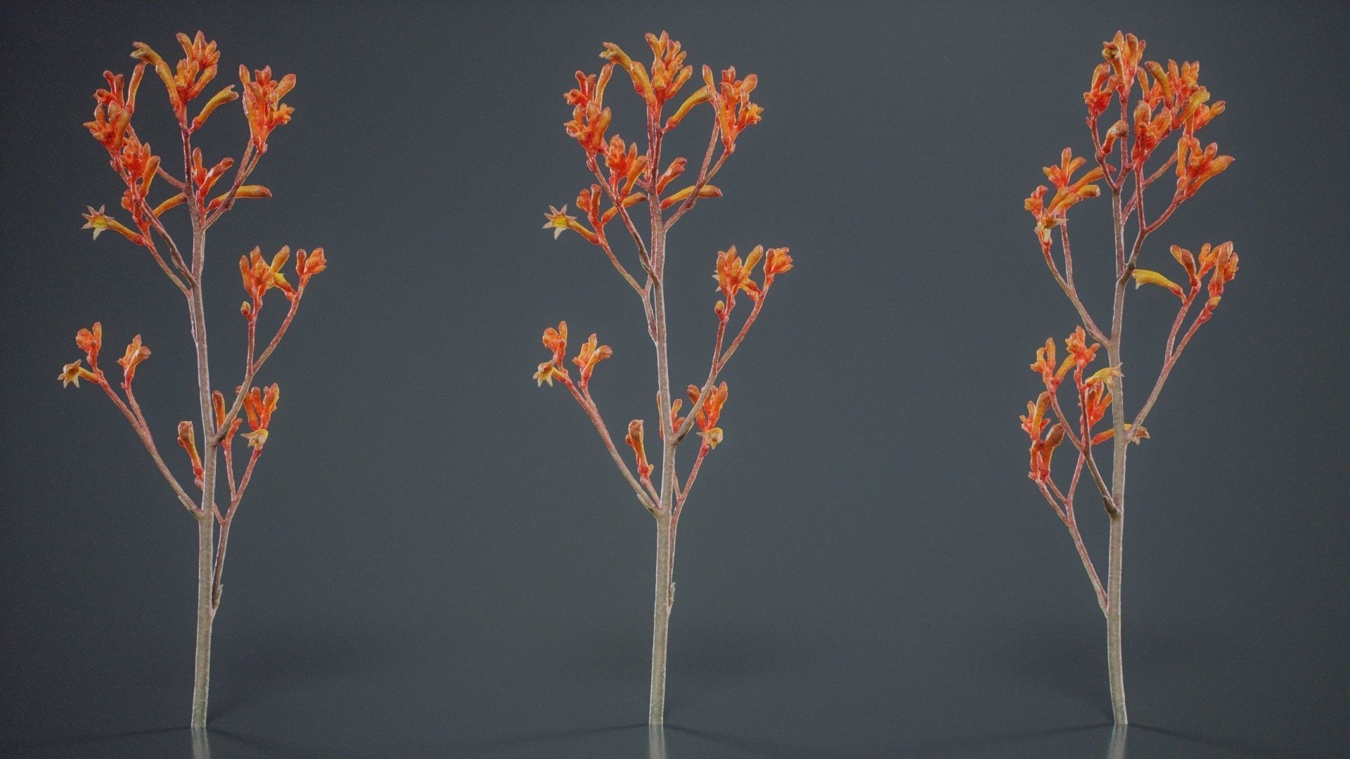 Tall Kangaroo Paw Australian Sword Lily Anigozanthos Flavidus Low-poly 3D model_9