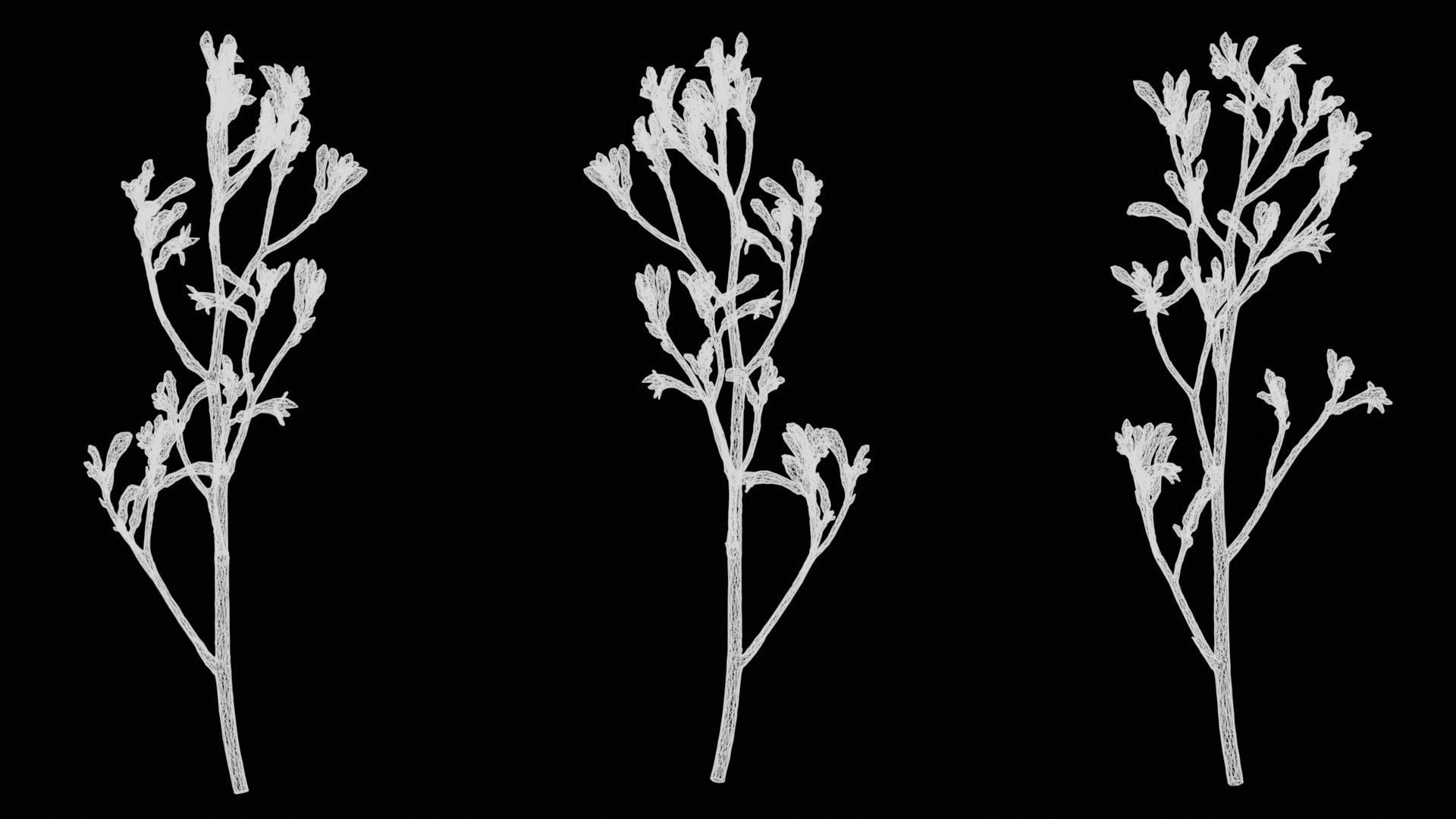 Tall Kangaroo Paw Australian Sword Lily Anigozanthos Flavidus Low-poly 3D model_15