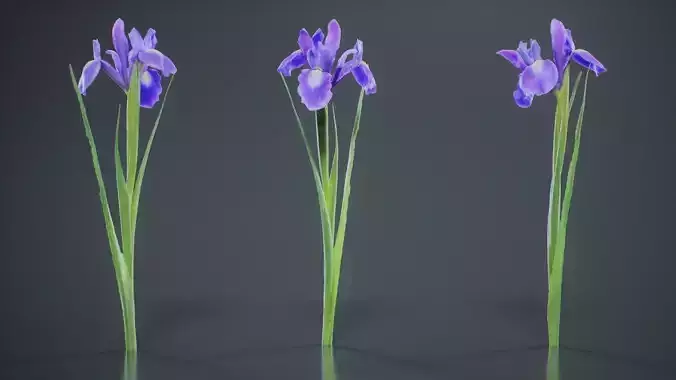 Spanish Iris Small Bulbous Rooted Iris Iris Xiphium Low-poly 3D model