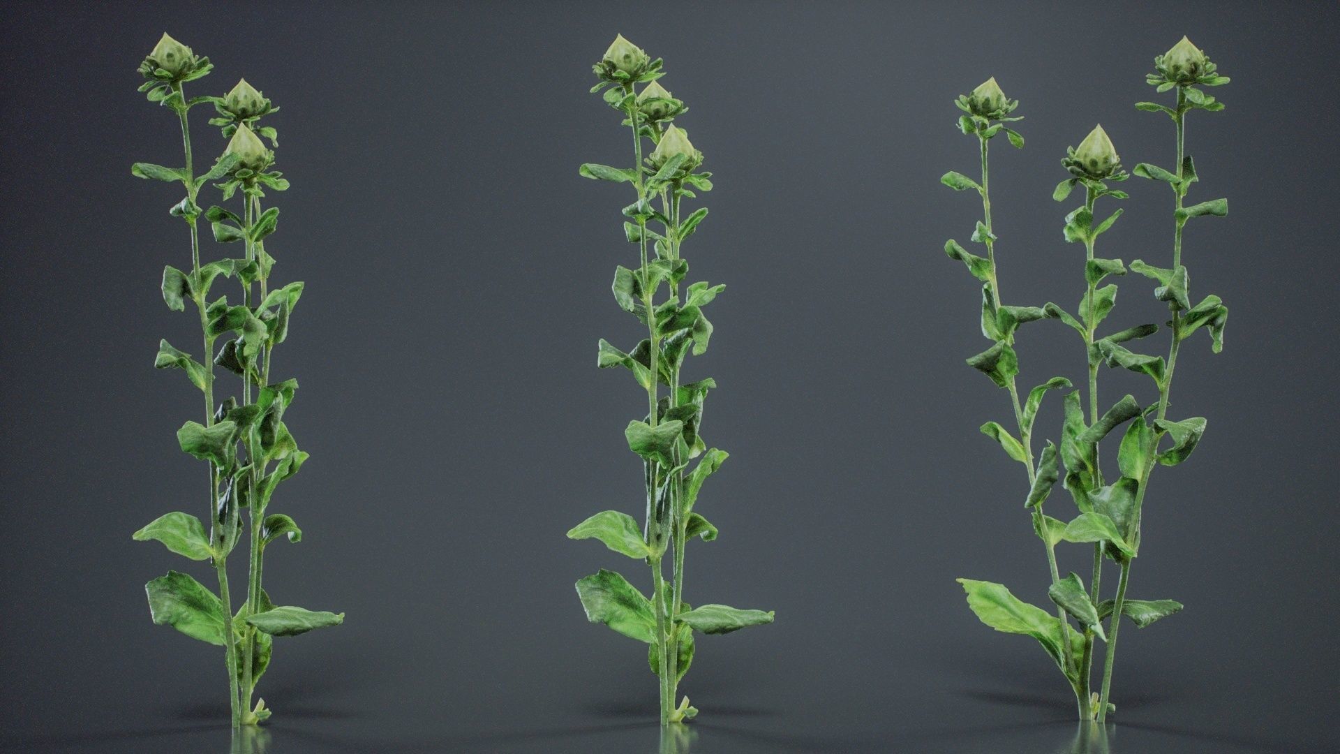 Safflower Distaff Thistle False Saffron Carthamus Tinctorius Low-poly 3D model_9