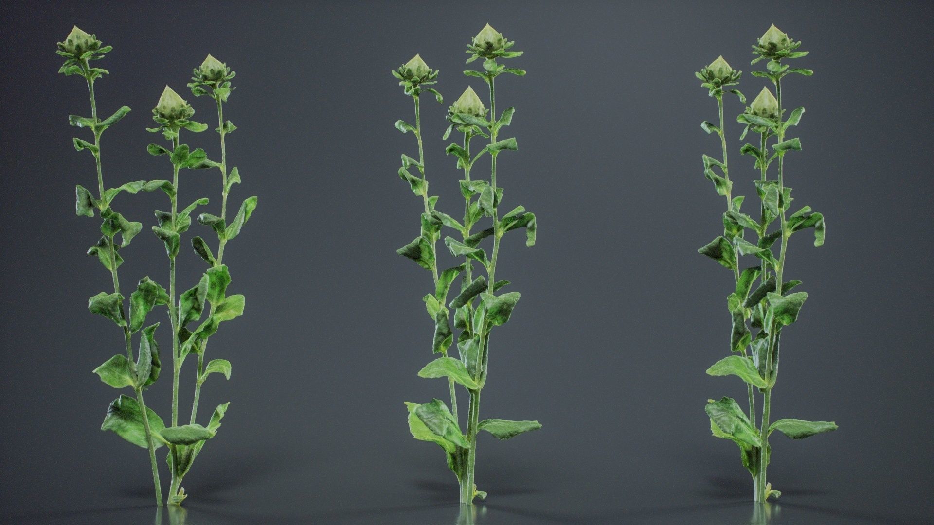 Safflower Distaff Thistle False Saffron Carthamus Tinctorius Low-poly 3D model_10