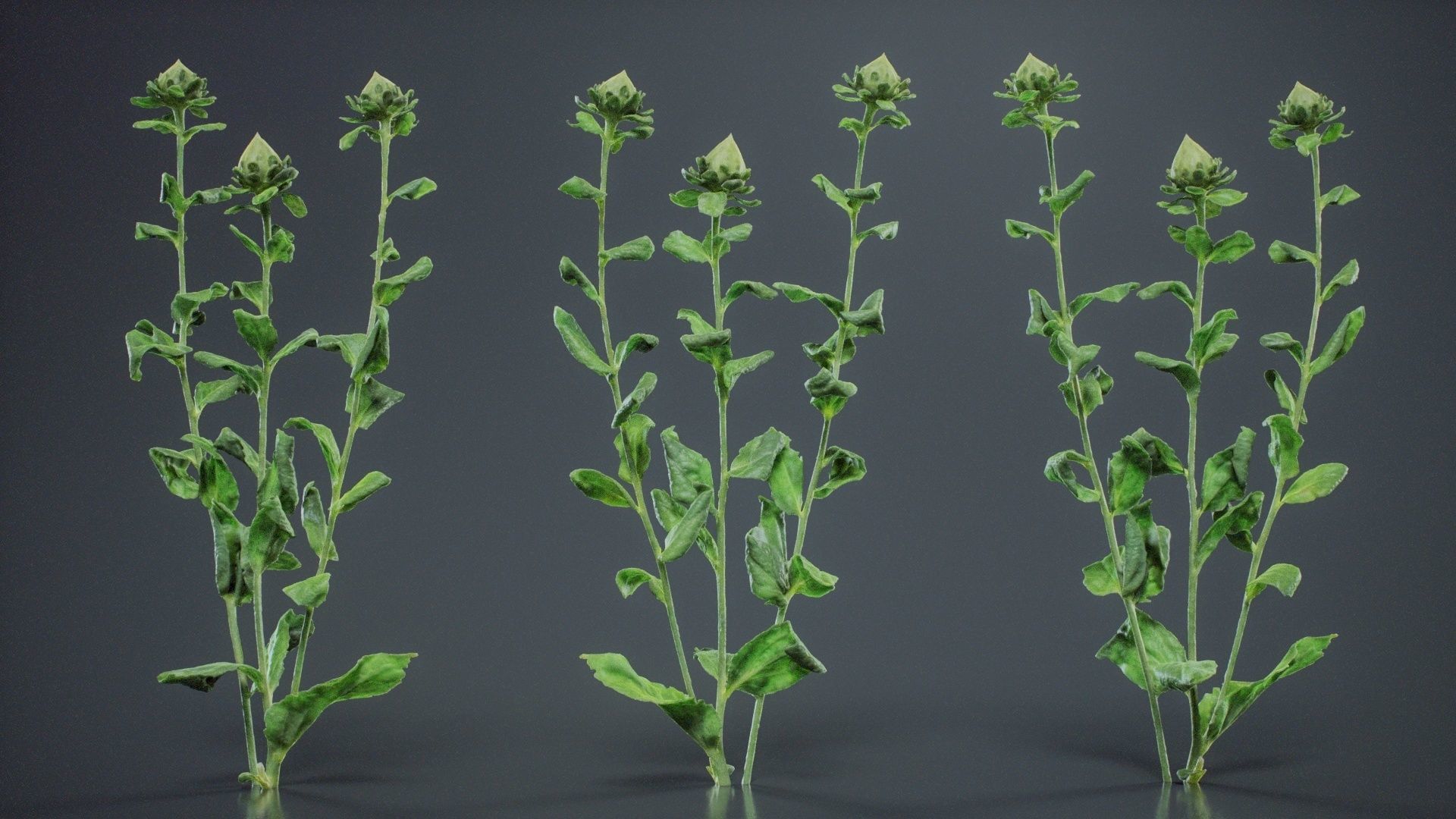 Safflower Distaff Thistle False Saffron Carthamus Tinctorius Low-poly 3D model_1