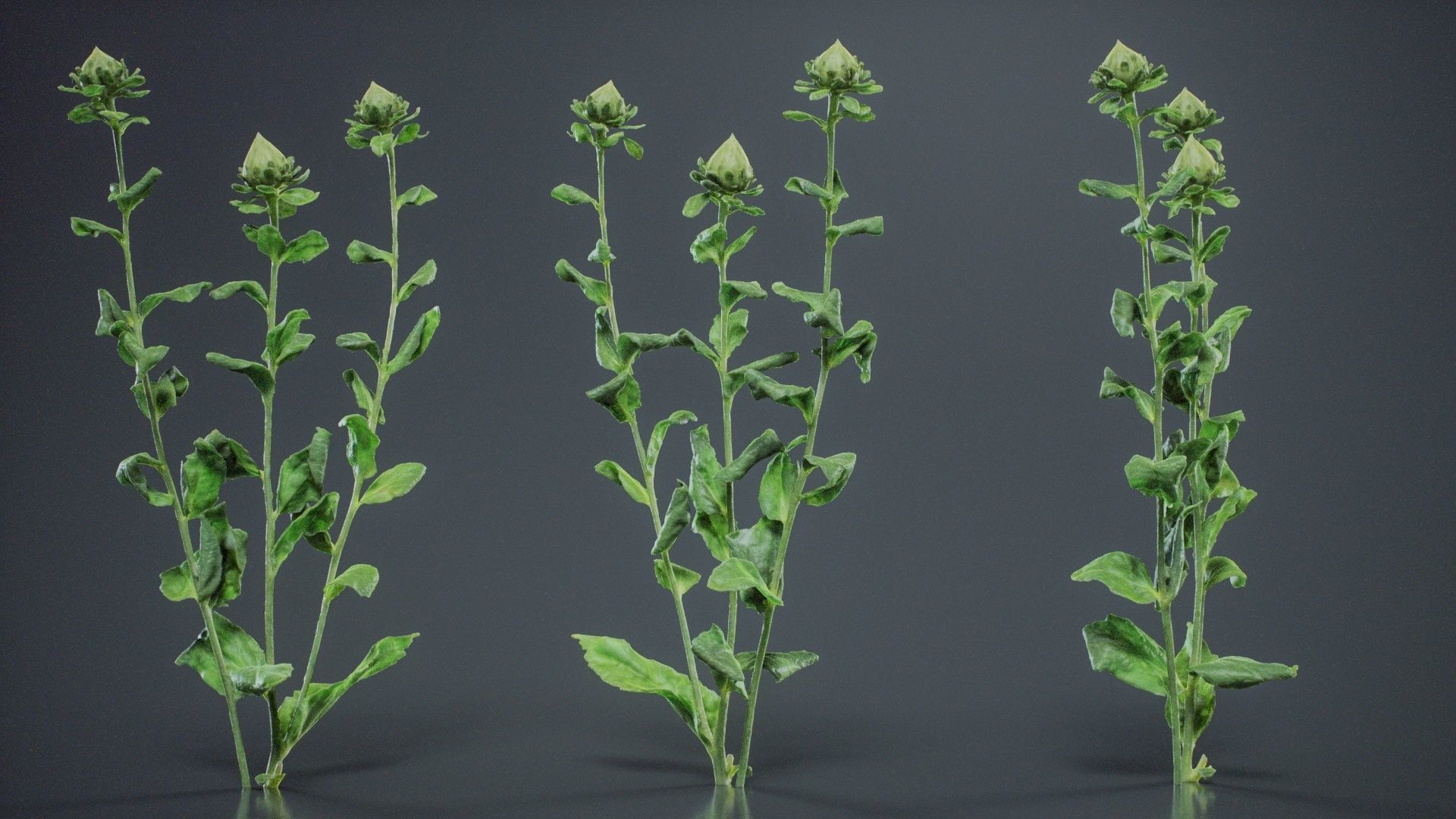 Safflower Distaff Thistle False Saffron Carthamus Tinctorius Low-poly 3D model_11