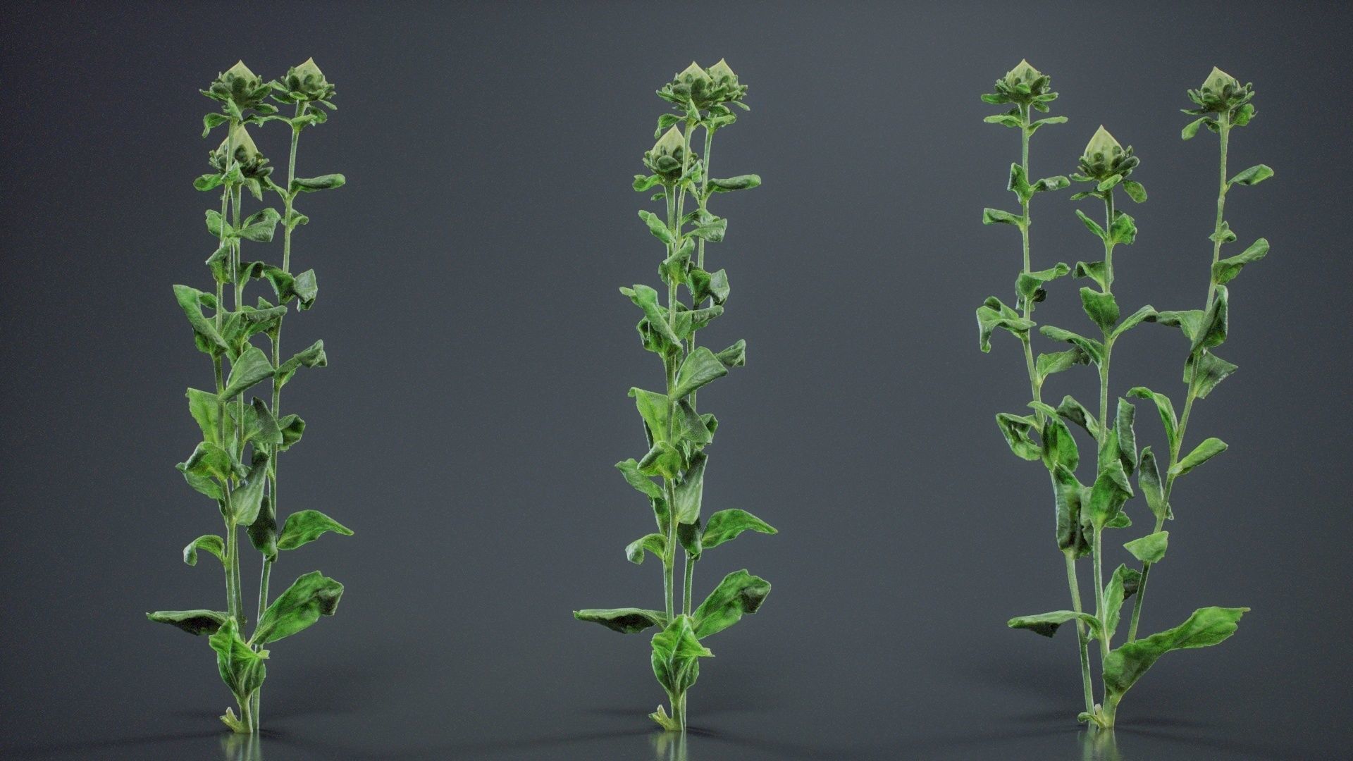 Safflower Distaff Thistle False Saffron Carthamus Tinctorius Low-poly 3D model_3