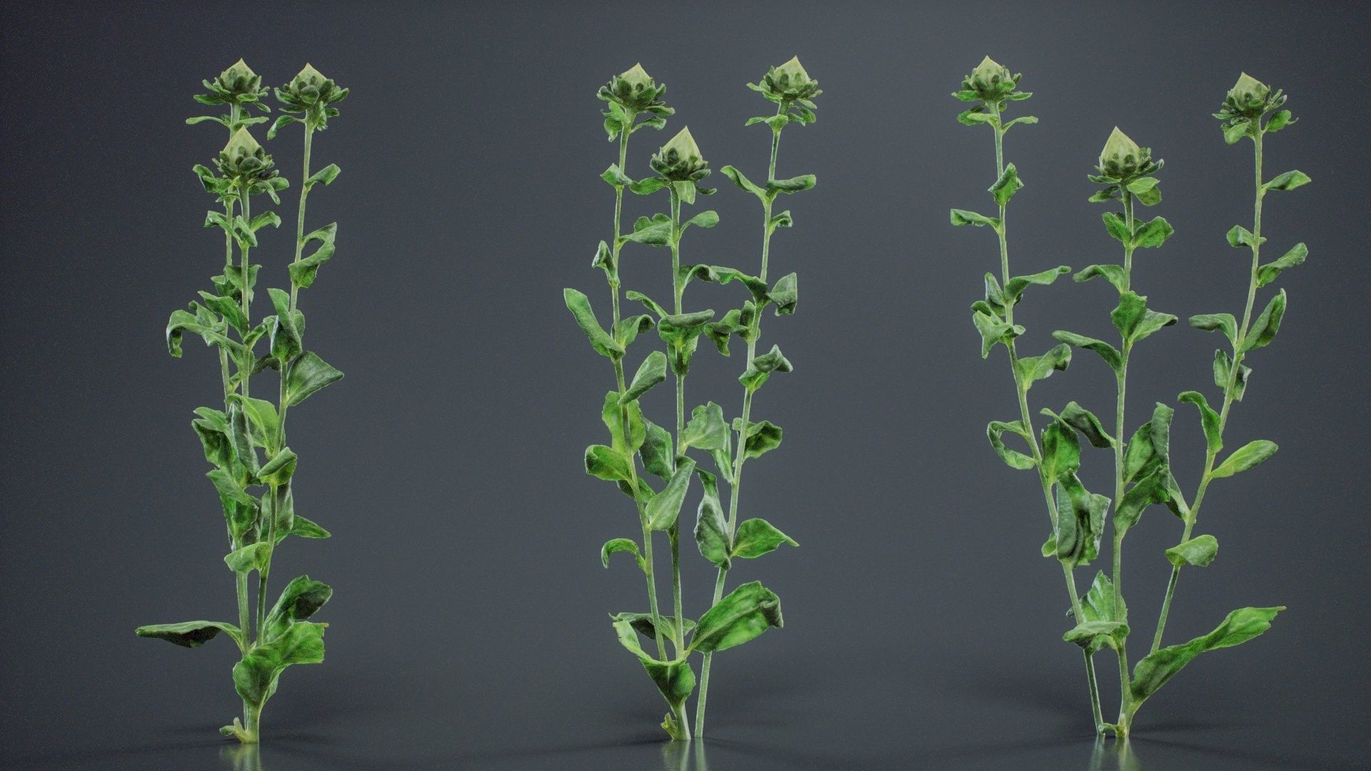 Safflower Distaff Thistle False Saffron Carthamus Tinctorius Low-poly 3D model_2