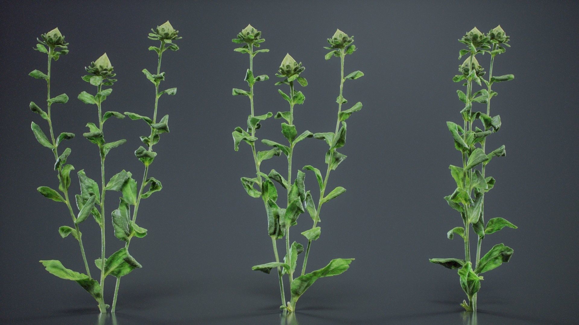 Safflower Distaff Thistle False Saffron Carthamus Tinctorius Low-poly 3D model_5