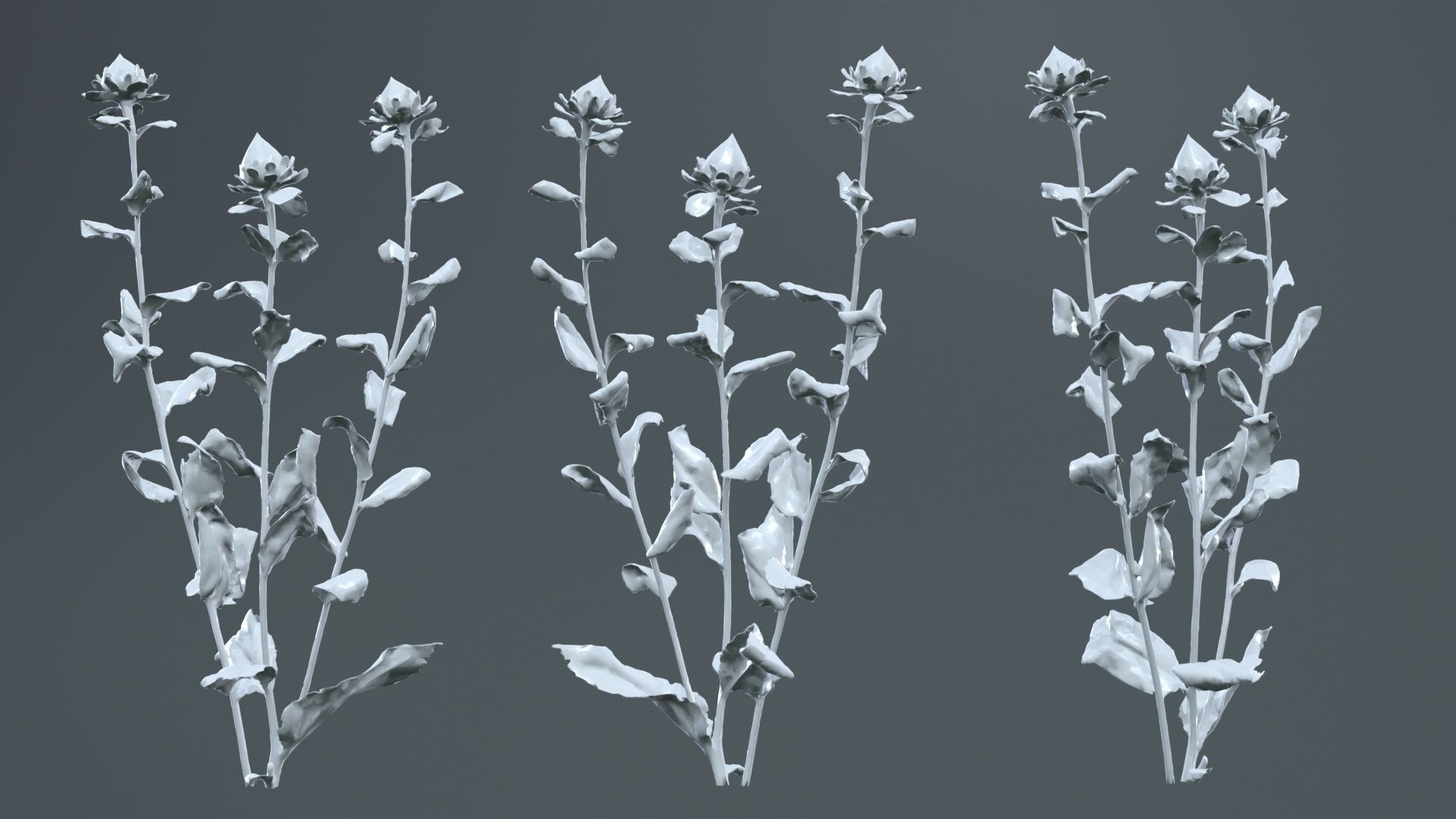 Safflower Distaff Thistle False Saffron Carthamus Tinctorius Low-poly 3D model_13