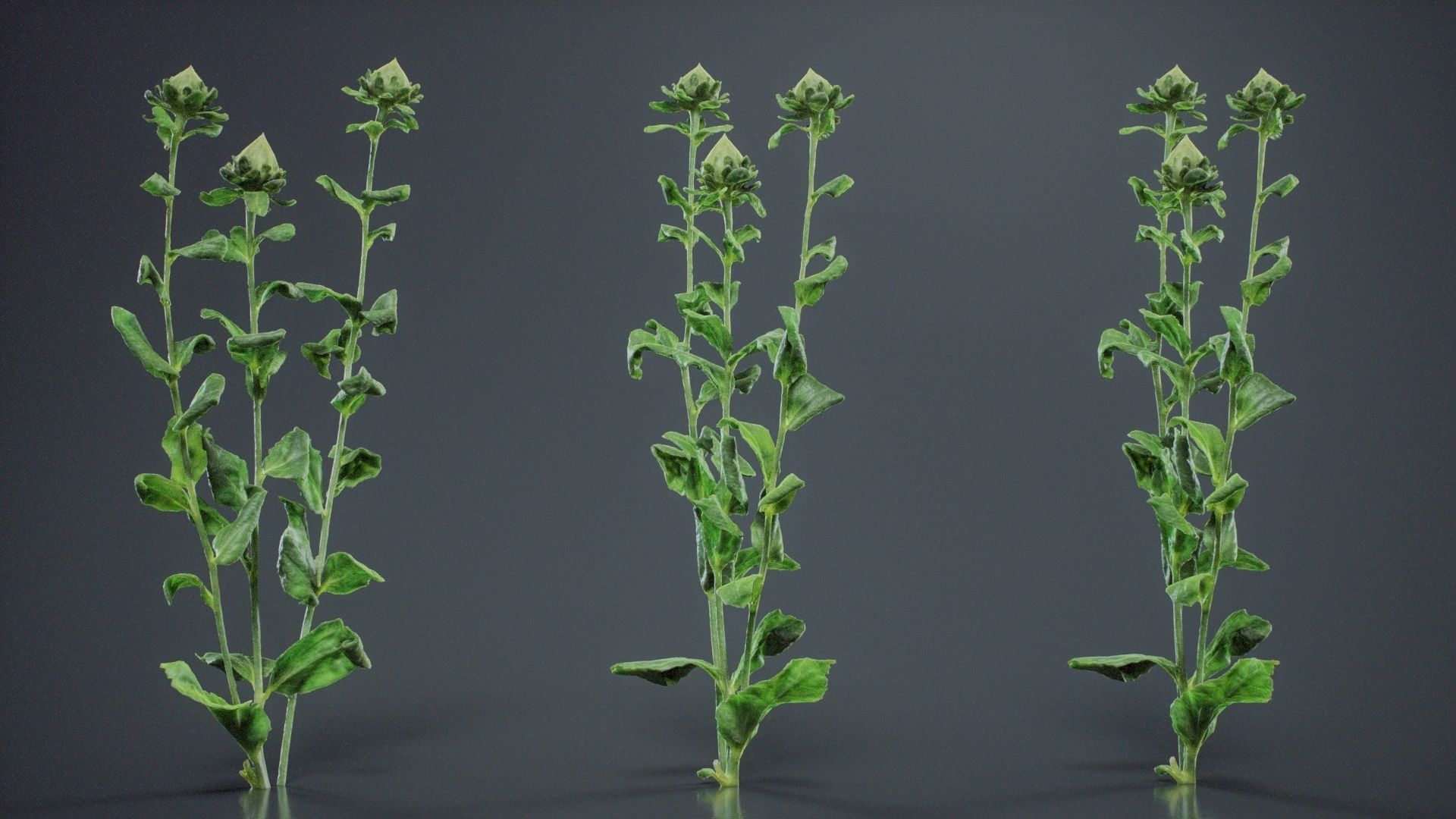 Safflower Distaff Thistle False Saffron Carthamus Tinctorius Low-poly 3D model_4