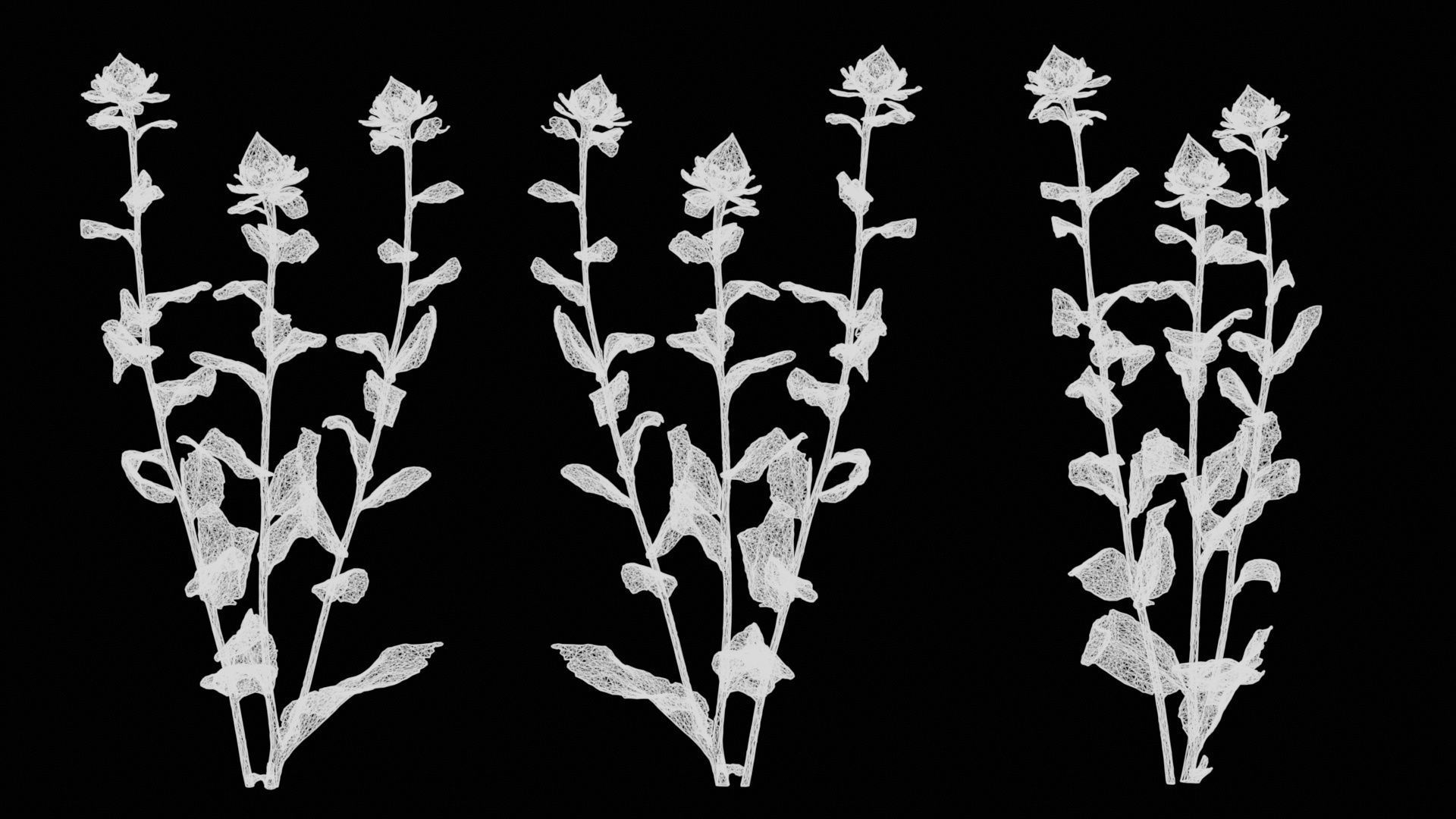 Safflower Distaff Thistle False Saffron Carthamus Tinctorius Low-poly 3D model_14