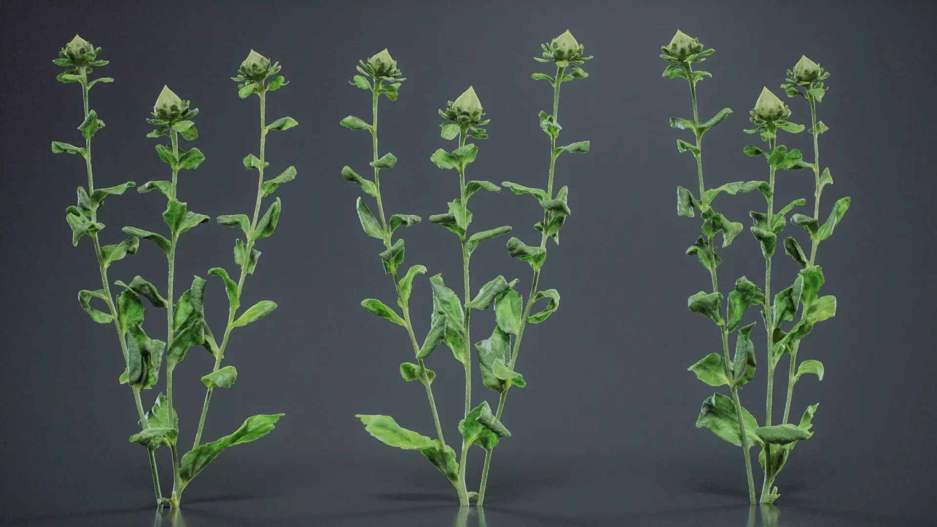 Safflower Distaff Thistle False Saffron Carthamus Tinctorius Low-poly 3D model_0