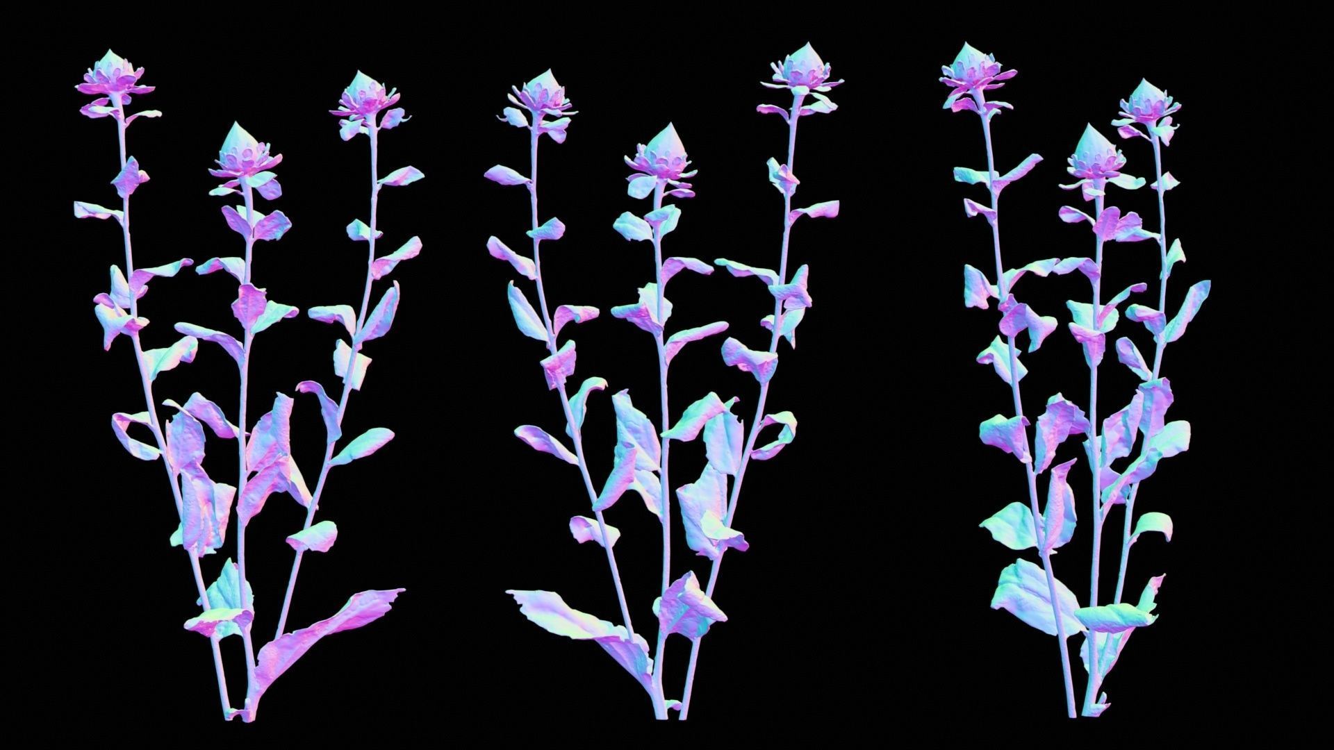 Safflower Distaff Thistle False Saffron Carthamus Tinctorius Low-poly 3D model_12