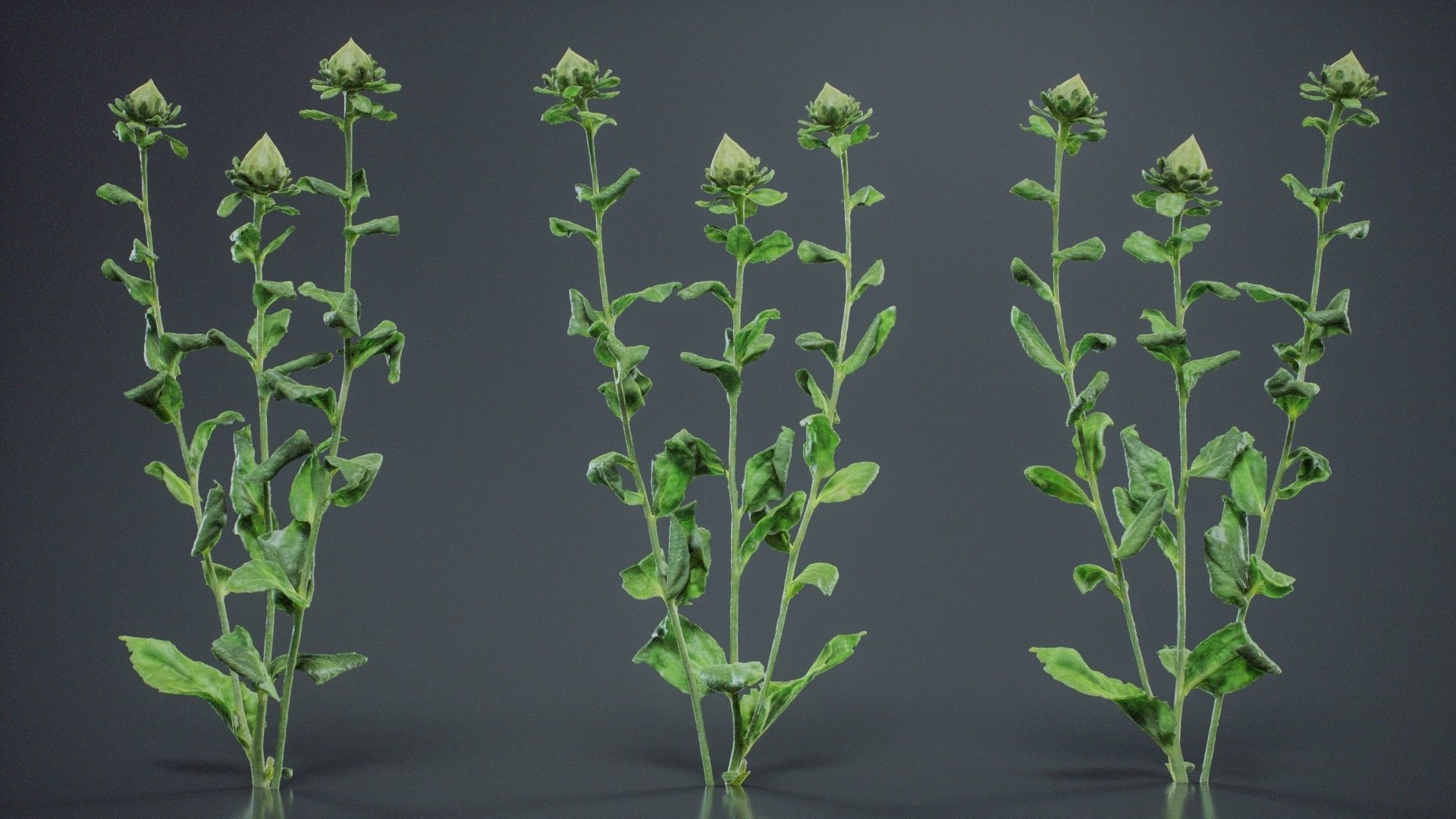 Safflower Distaff Thistle False Saffron Carthamus Tinctorius Low-poly 3D model_7