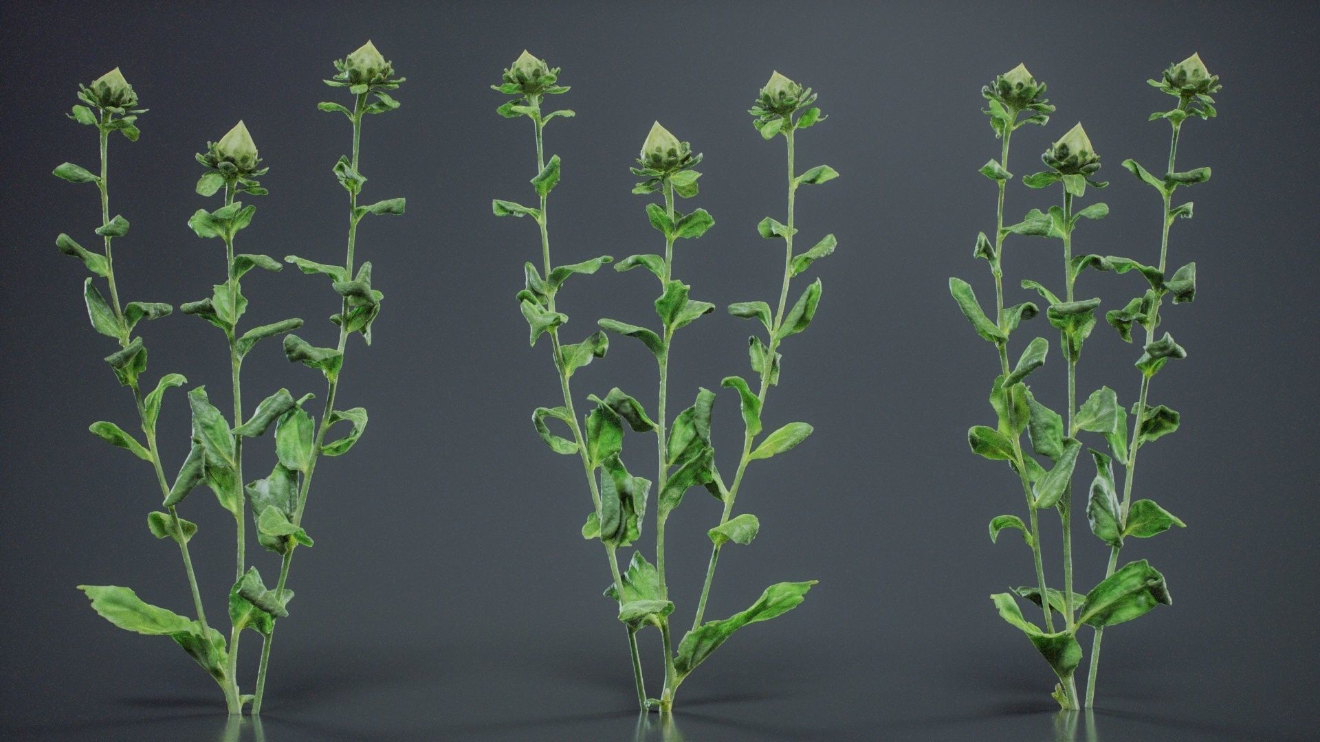 Safflower Distaff Thistle False Saffron Carthamus Tinctorius Low-poly 3D model_6