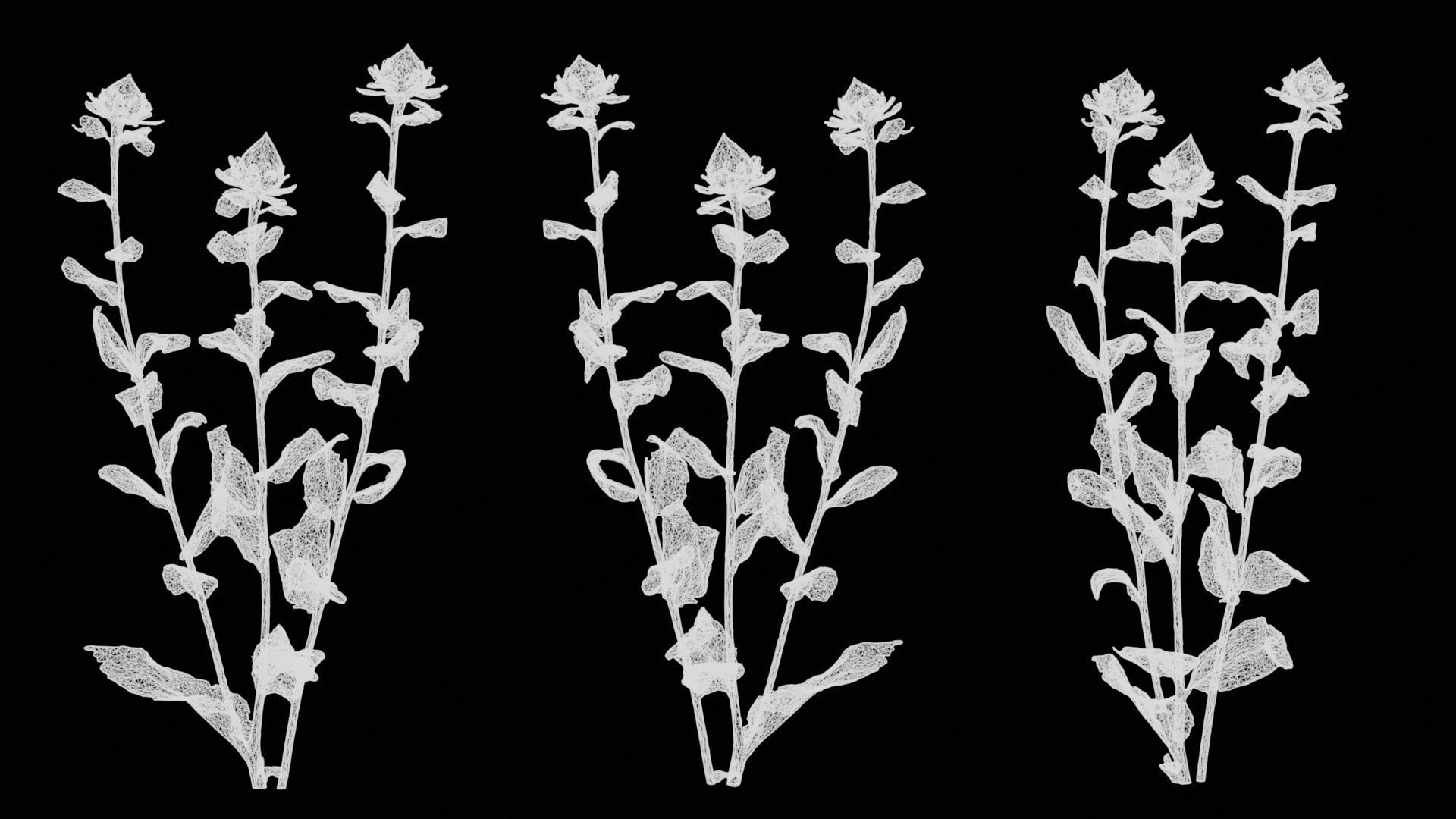 Safflower Distaff Thistle False Saffron Carthamus Tinctorius Low-poly 3D model_15