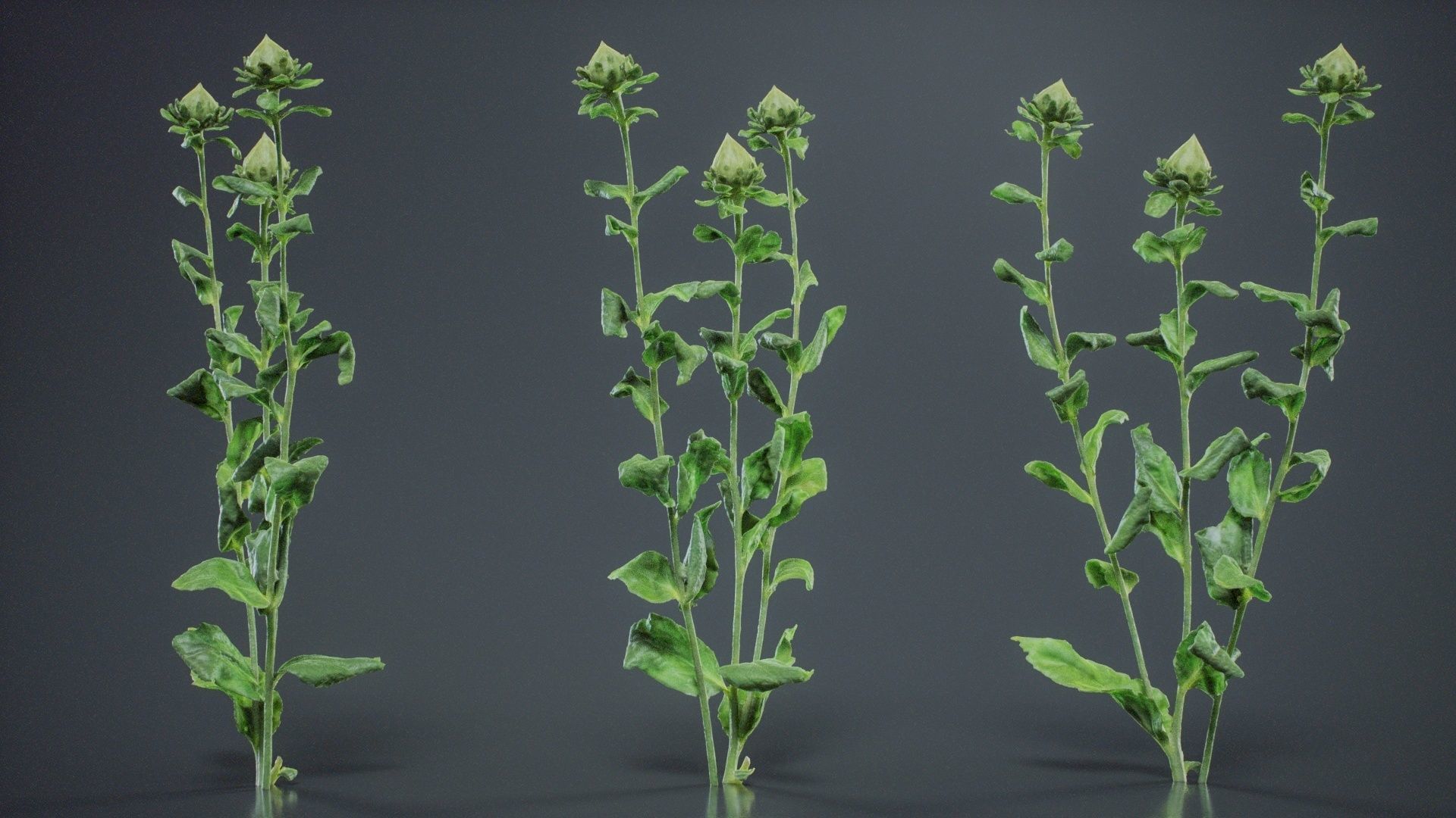 Safflower Distaff Thistle False Saffron Carthamus Tinctorius Low-poly 3D model_8