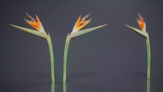 Queen Bird Of Paradise Mzimvubu Craneflower Strelitzia Reginae Low-poly 3D model