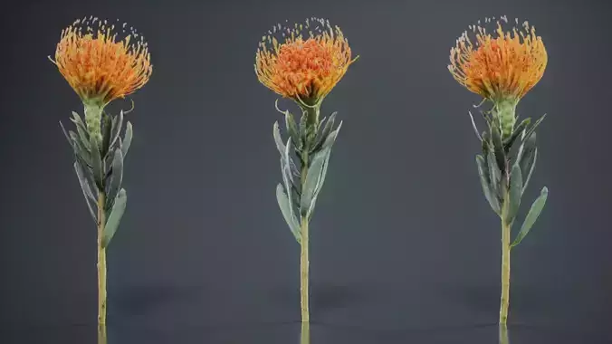 Ornamental Pincushion Leucospermum Cordifolium