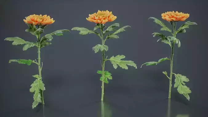 Hardy Garden Mum Chrysanthemum Morifolium