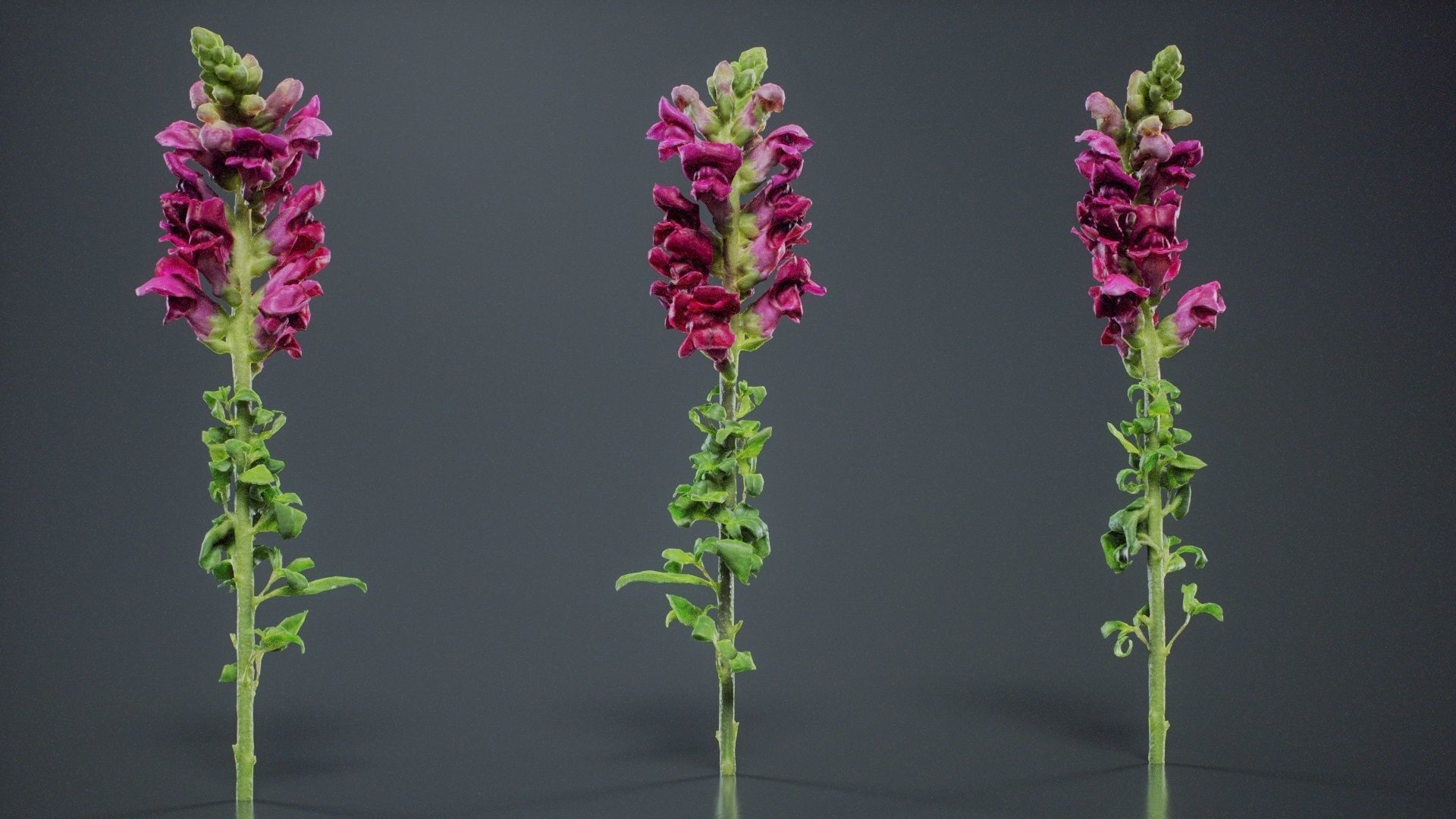 Great Garden Snapdragon Dragon Plant Antirrhinum Majus Low-poly 3D model_6