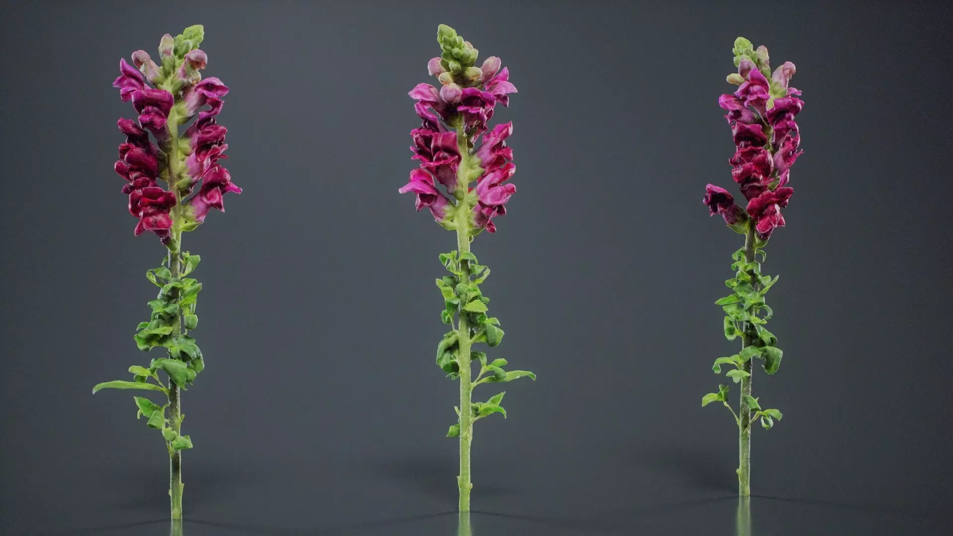 Great Garden Snapdragon Dragon Plant Antirrhinum Majus Low-poly 3D model_0