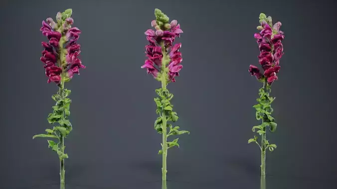 Great Garden Snapdragon Dragon Plant Antirrhinum Majus Low-poly 3D model
