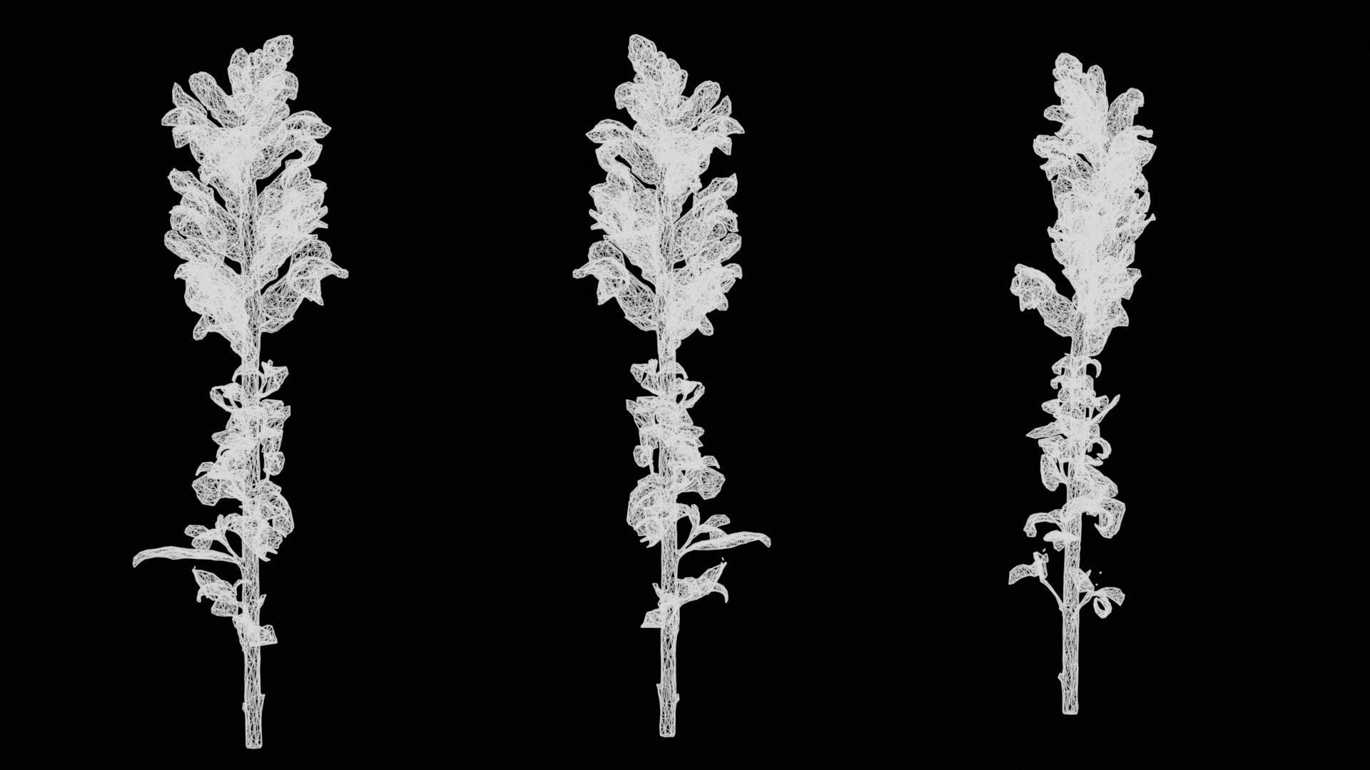 Great Garden Snapdragon Dragon Plant Antirrhinum Majus Low-poly 3D model_14