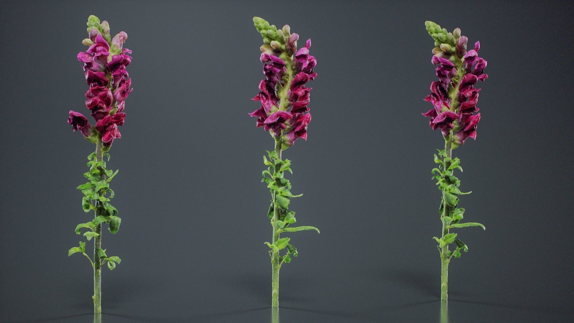 Great Garden Snapdragon Dragon Plant Antirrhinum Majus Low-poly 3D model_10