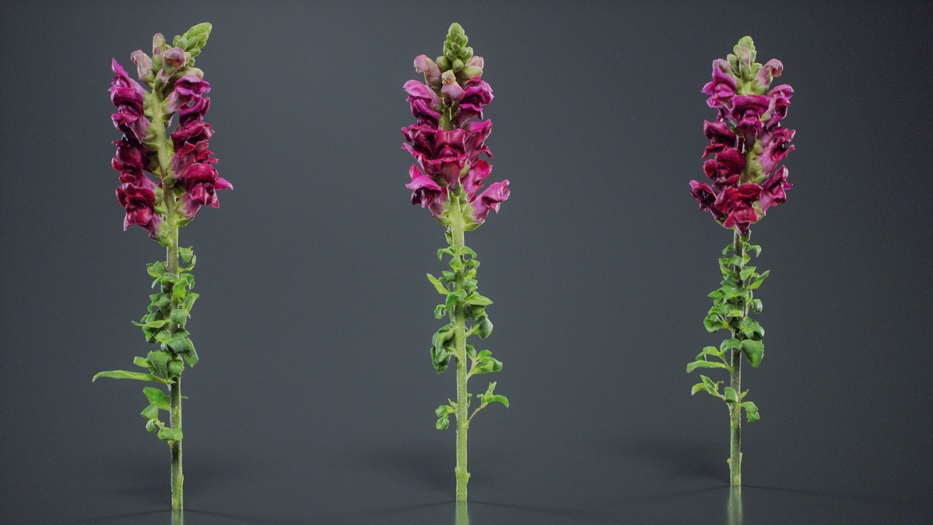 Great Garden Snapdragon Dragon Plant Antirrhinum Majus Low-poly 3D model_1