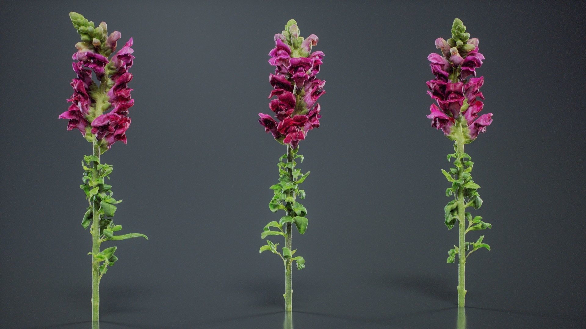 Great Garden Snapdragon Dragon Plant Antirrhinum Majus Low-poly 3D model_7