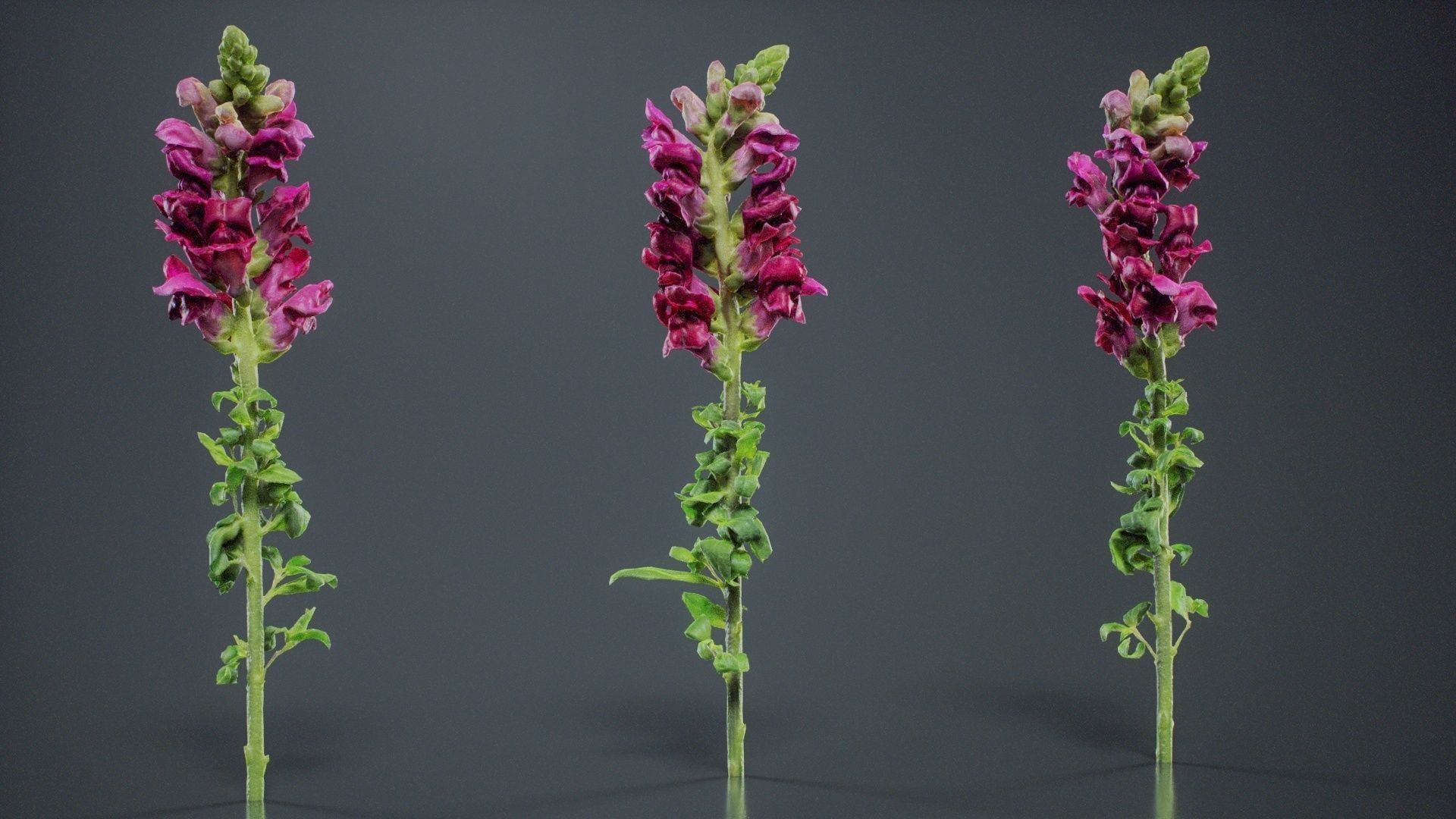 Great Garden Snapdragon Dragon Plant Antirrhinum Majus Low-poly 3D model_5