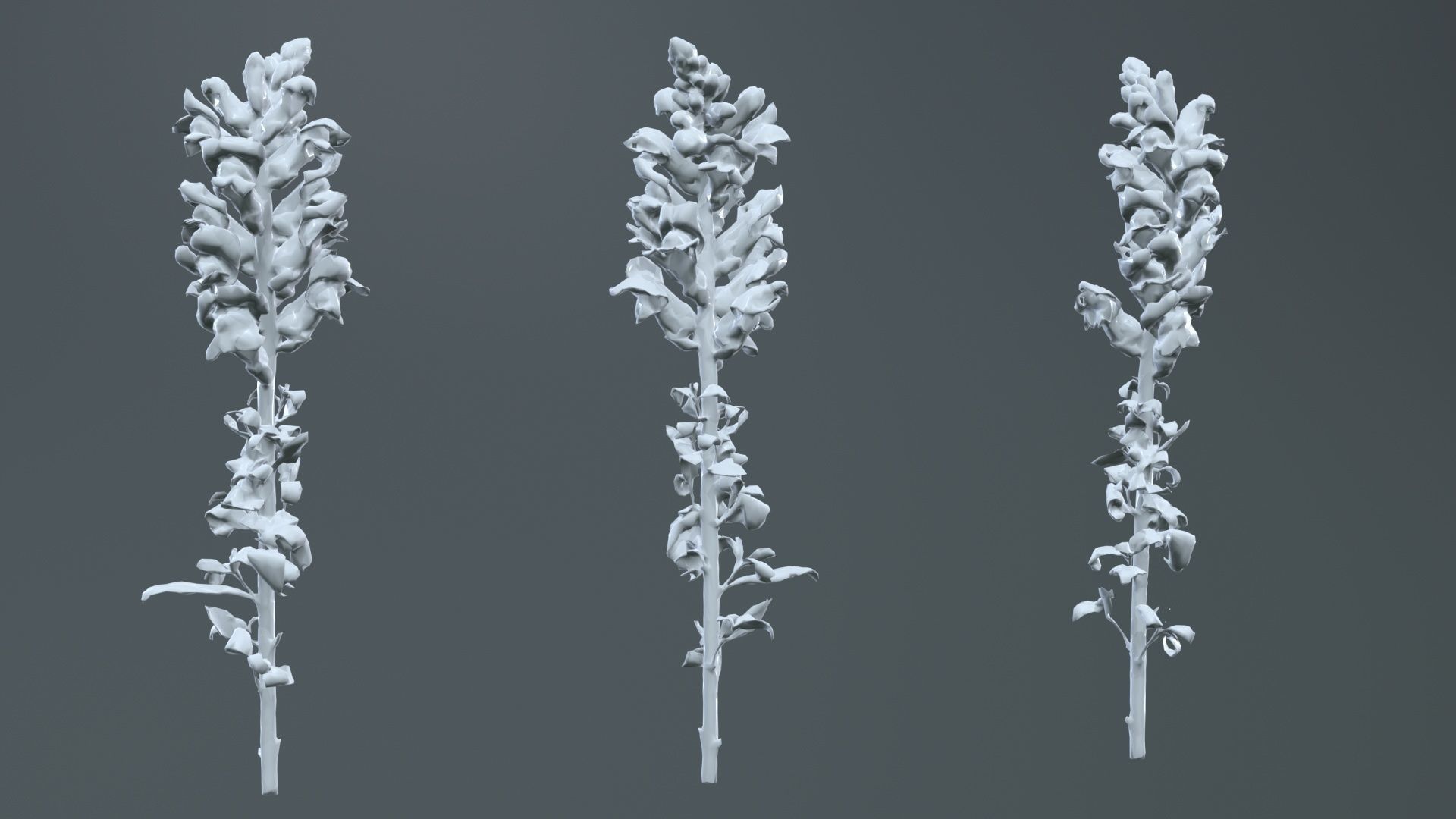 Great Garden Snapdragon Dragon Plant Antirrhinum Majus Low-poly 3D model_13