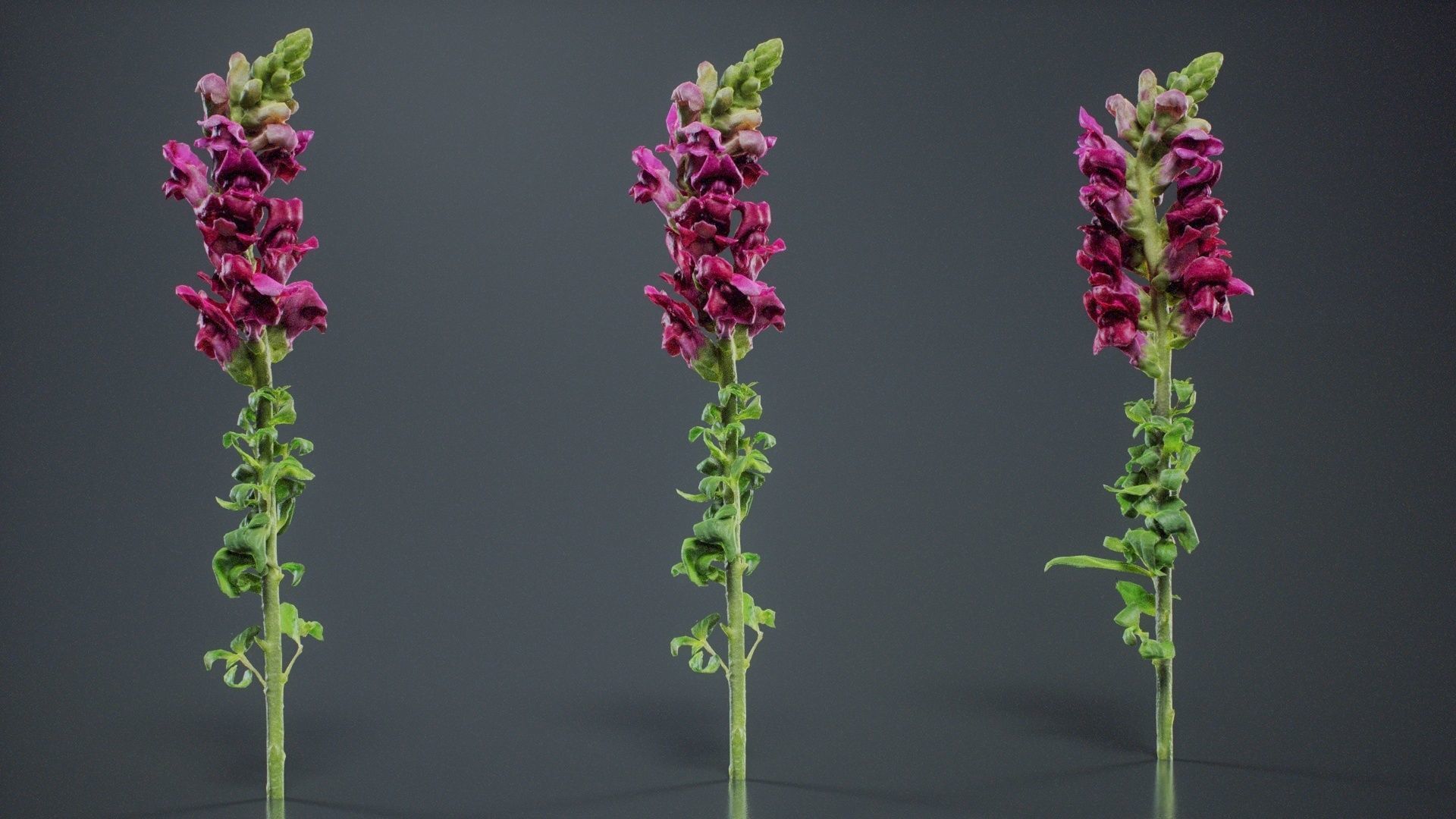 Great Garden Snapdragon Dragon Plant Antirrhinum Majus Low-poly 3D model_3