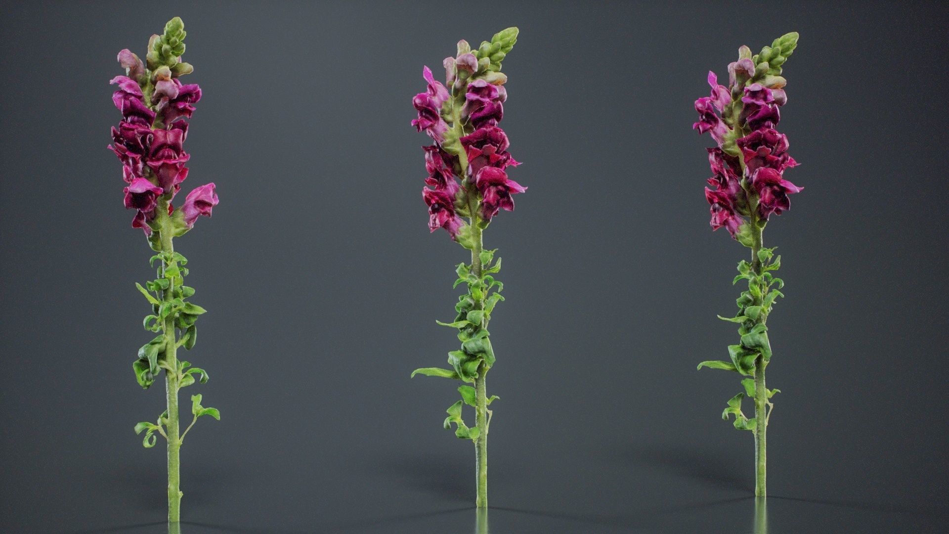 Great Garden Snapdragon Dragon Plant Antirrhinum Majus Low-poly 3D model_4