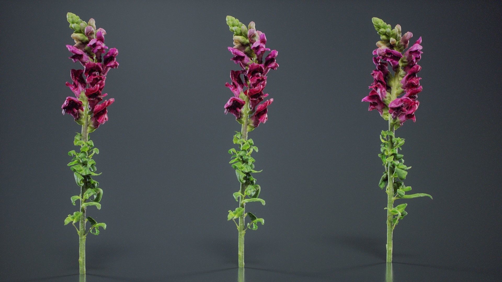 Great Garden Snapdragon Dragon Plant Antirrhinum Majus Low-poly 3D model_9