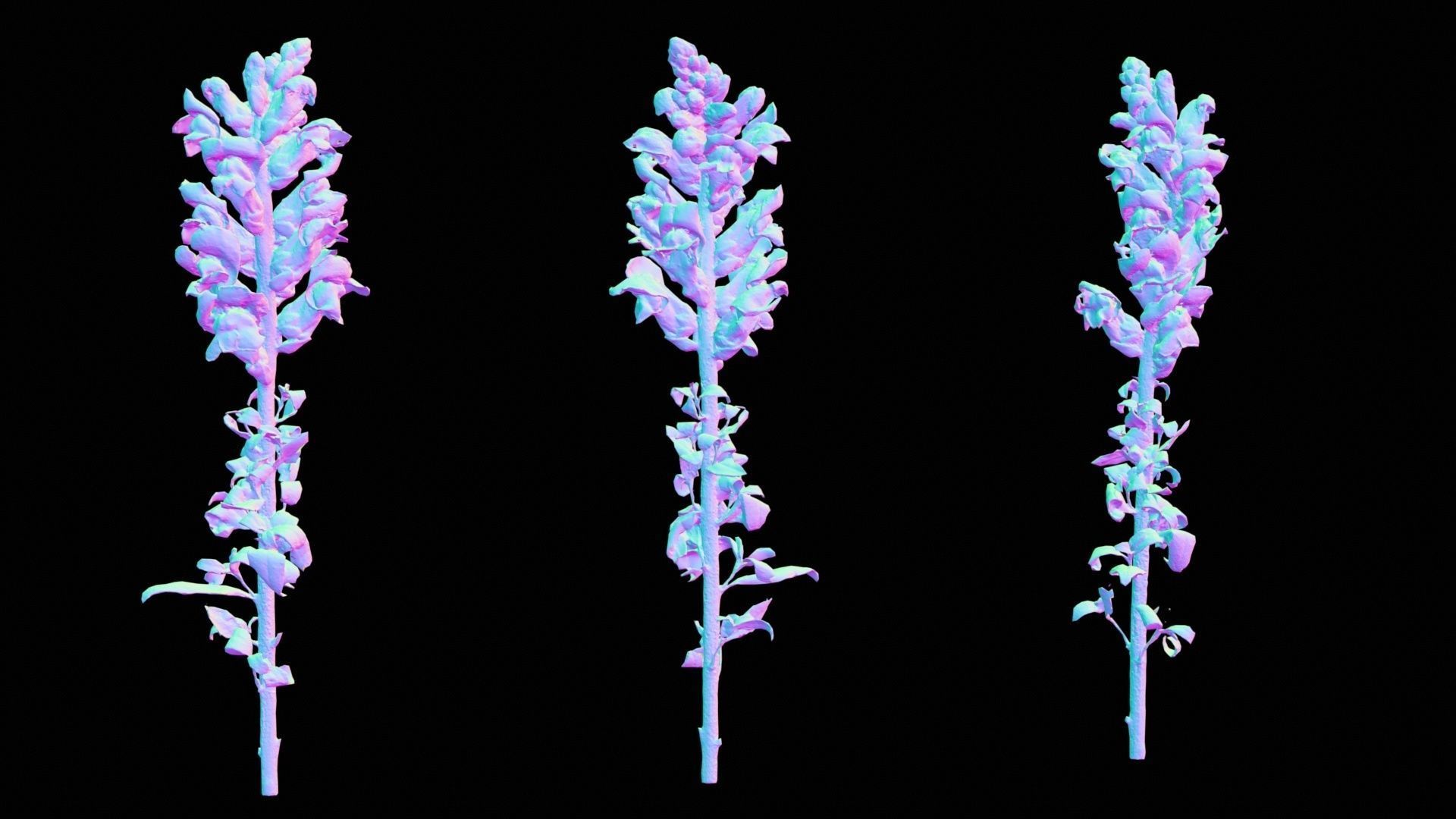 Great Garden Snapdragon Dragon Plant Antirrhinum Majus Low-poly 3D model_12