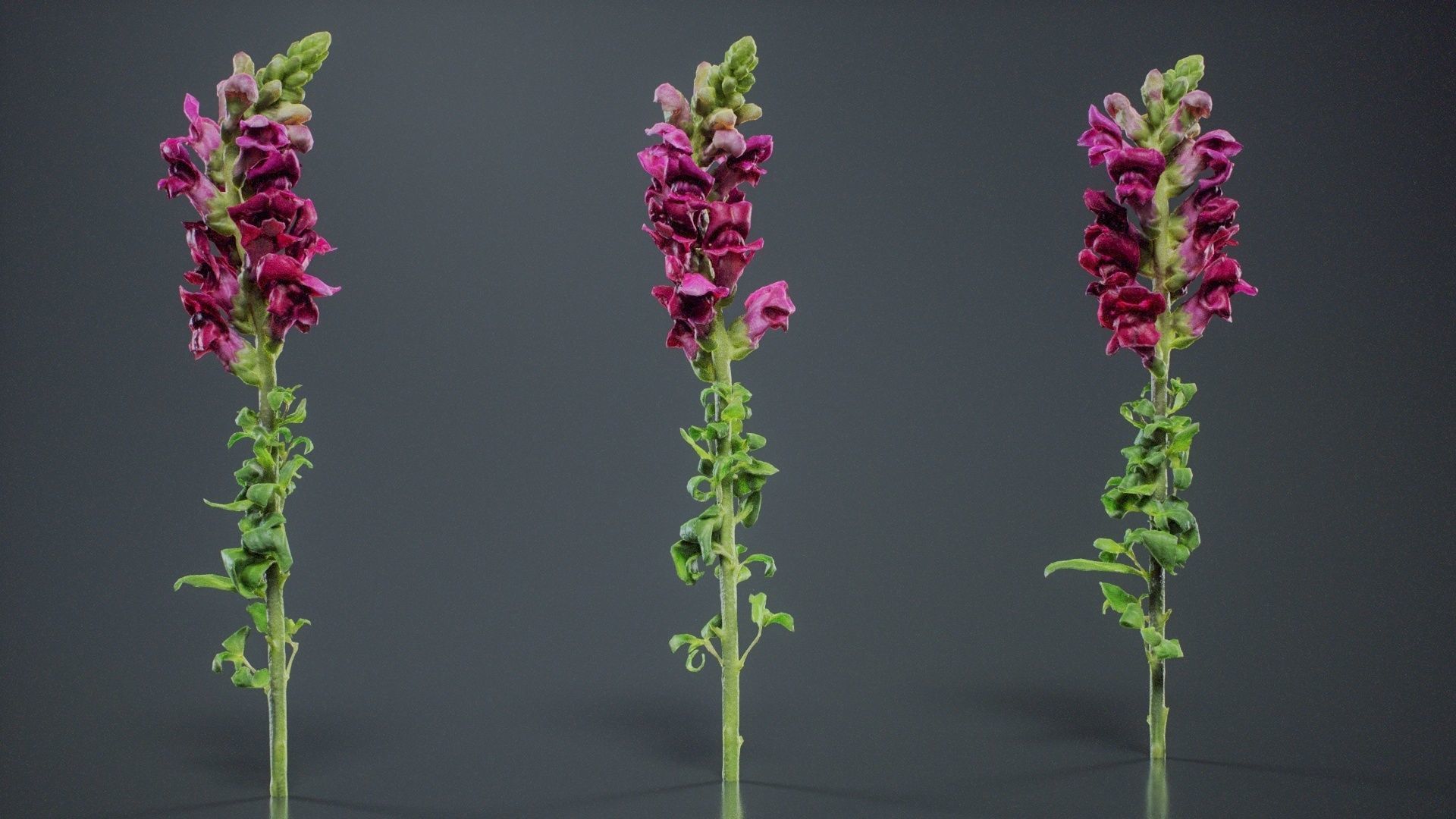 Great Garden Snapdragon Dragon Plant Antirrhinum Majus Low-poly 3D model_2