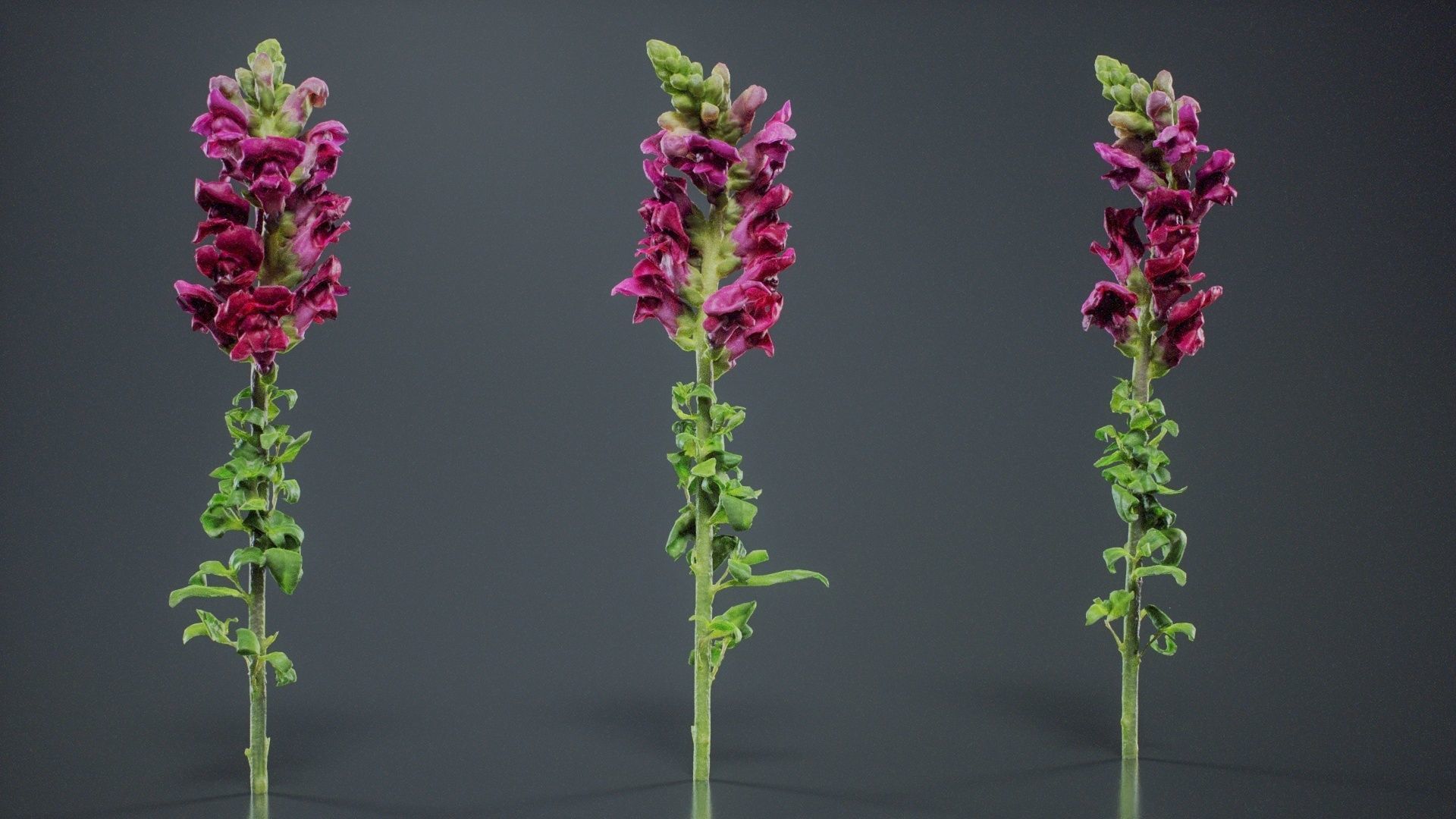 Great Garden Snapdragon Dragon Plant Antirrhinum Majus Low-poly 3D model_11