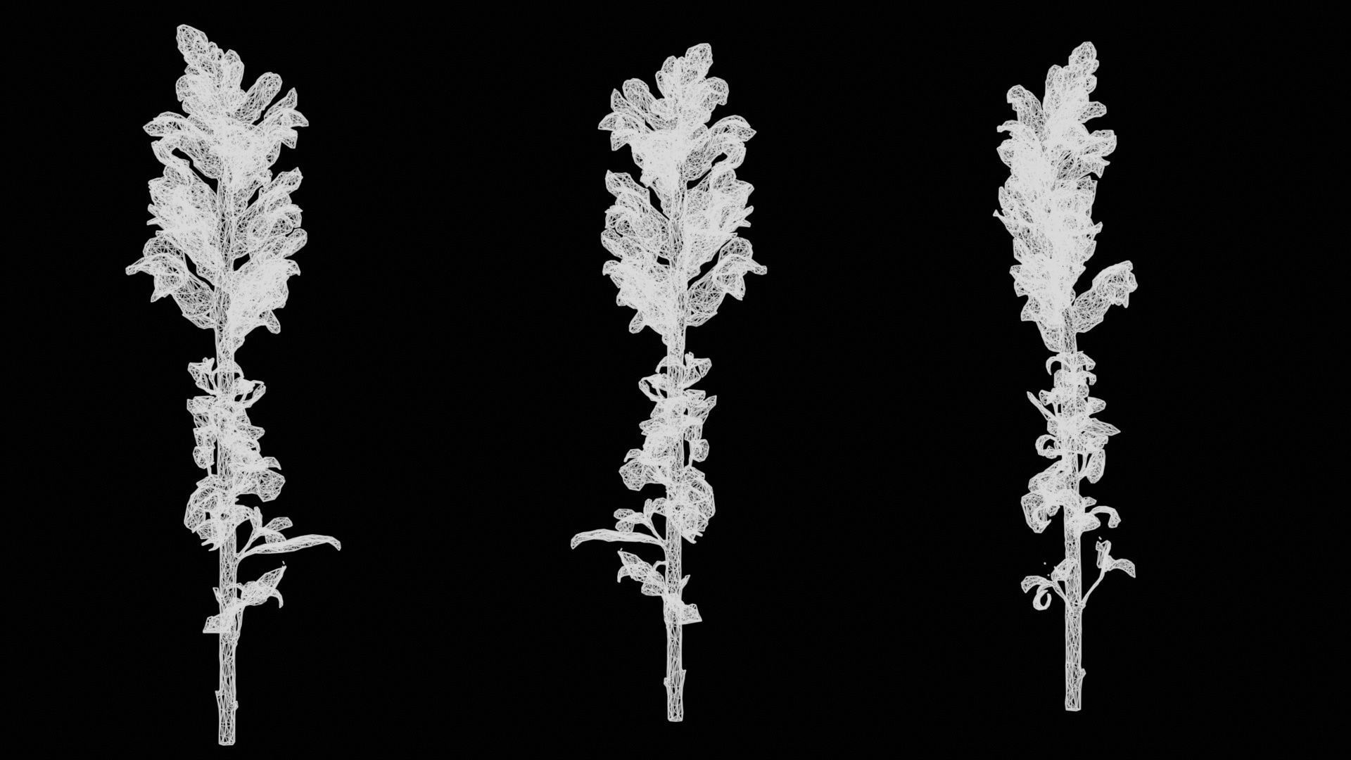 Great Garden Snapdragon Dragon Plant Antirrhinum Majus Low-poly 3D model_15