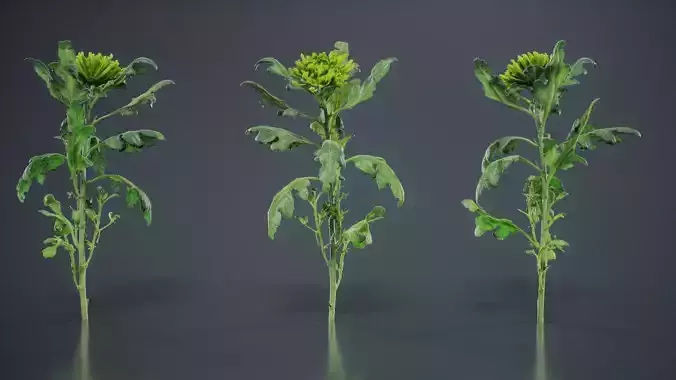 Florists Daisy Garden Mum Chrysanthemum Morifolium