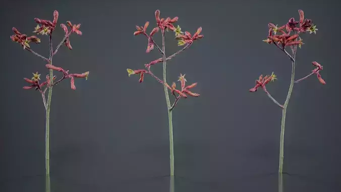 Evergreen Kangaroo Paw Australian Lily Anigozanthos Flavidus Low-poly 3D model