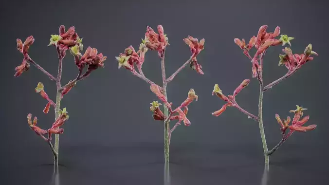 Close Up Tall Kangaroo Paw Australian Lily Anigozanthos Flavidus Low-poly 3D model