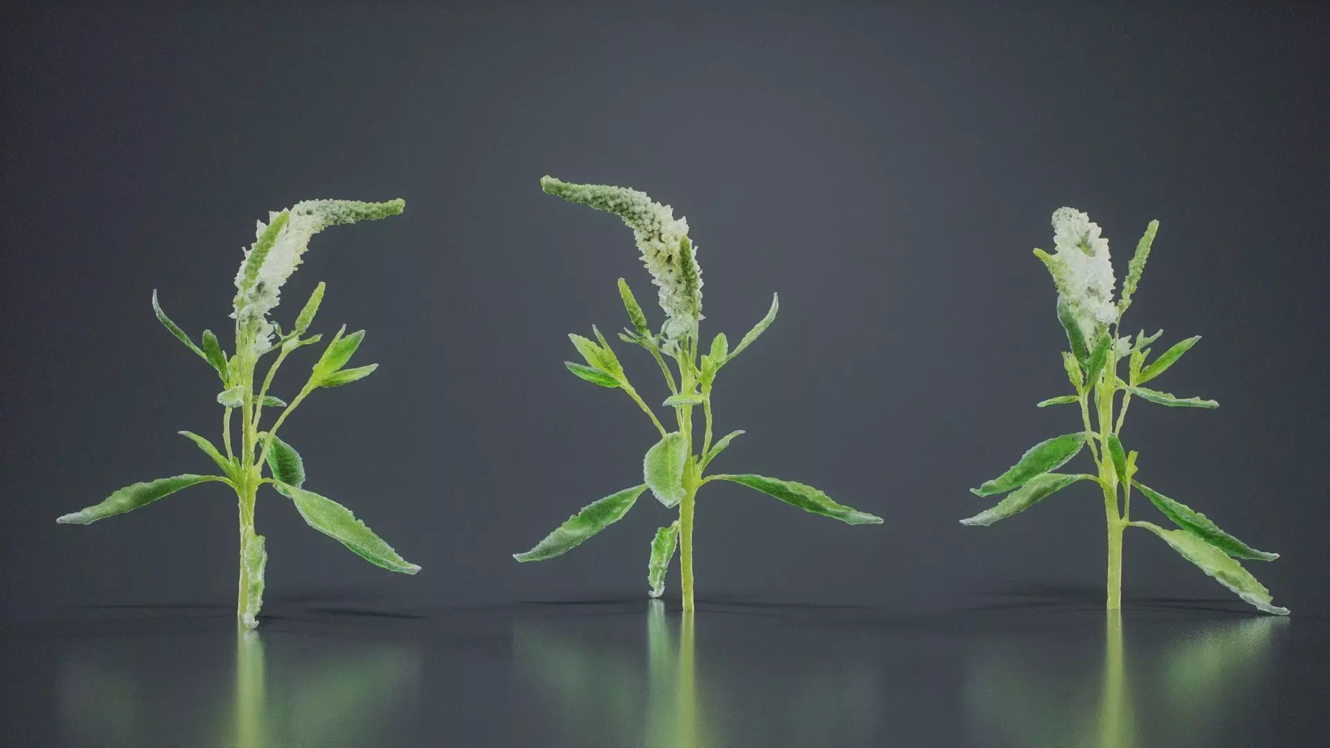 Close Up Spiked Speedwell Veronica Spicata Low-poly 3D model_0