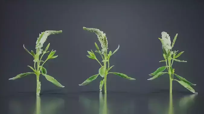 Close Up Spiked Speedwell Veronica Spicata Low-poly 3D model