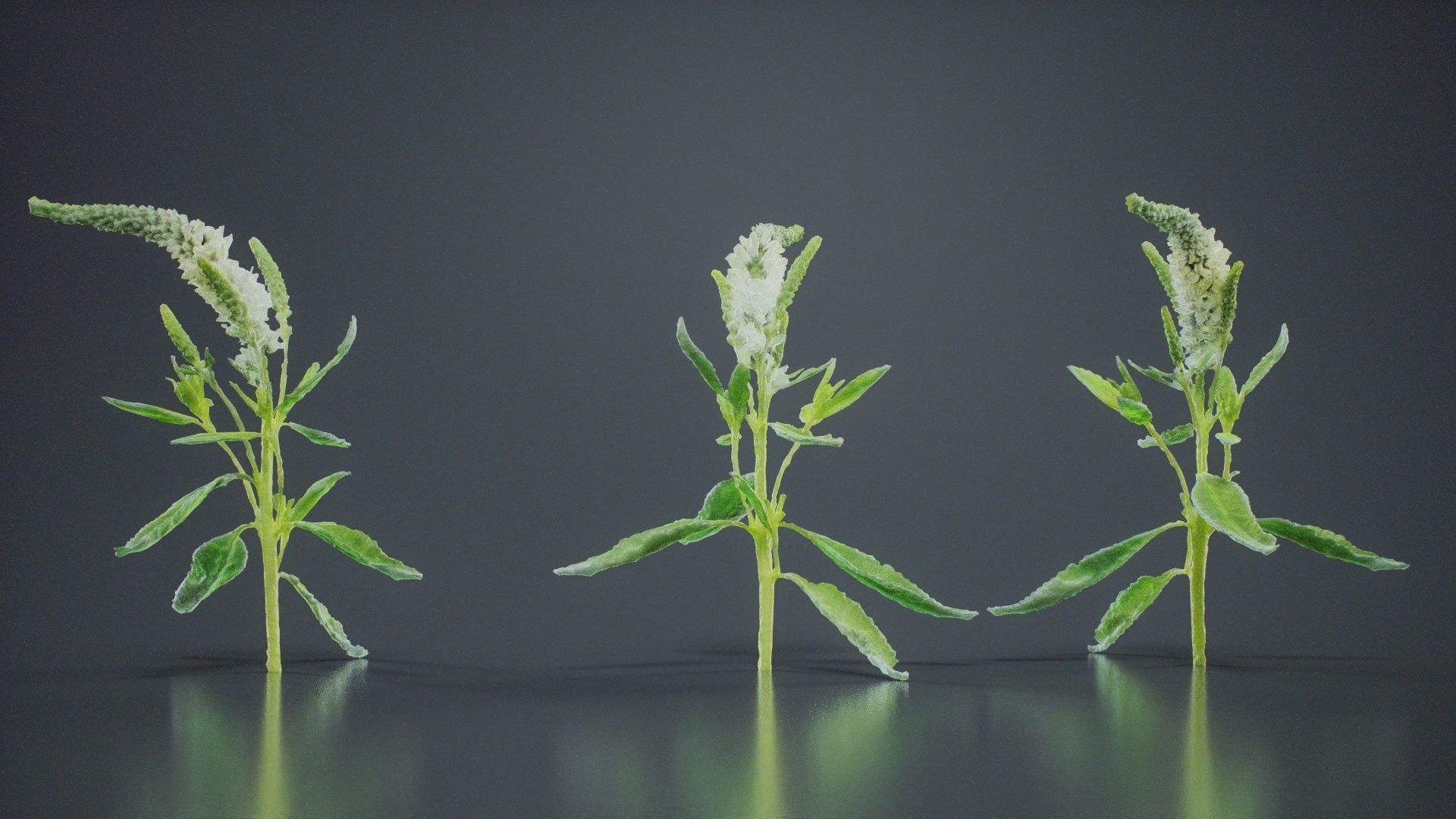 Close Up Spiked Speedwell Veronica Spicata Low-poly 3D model_7